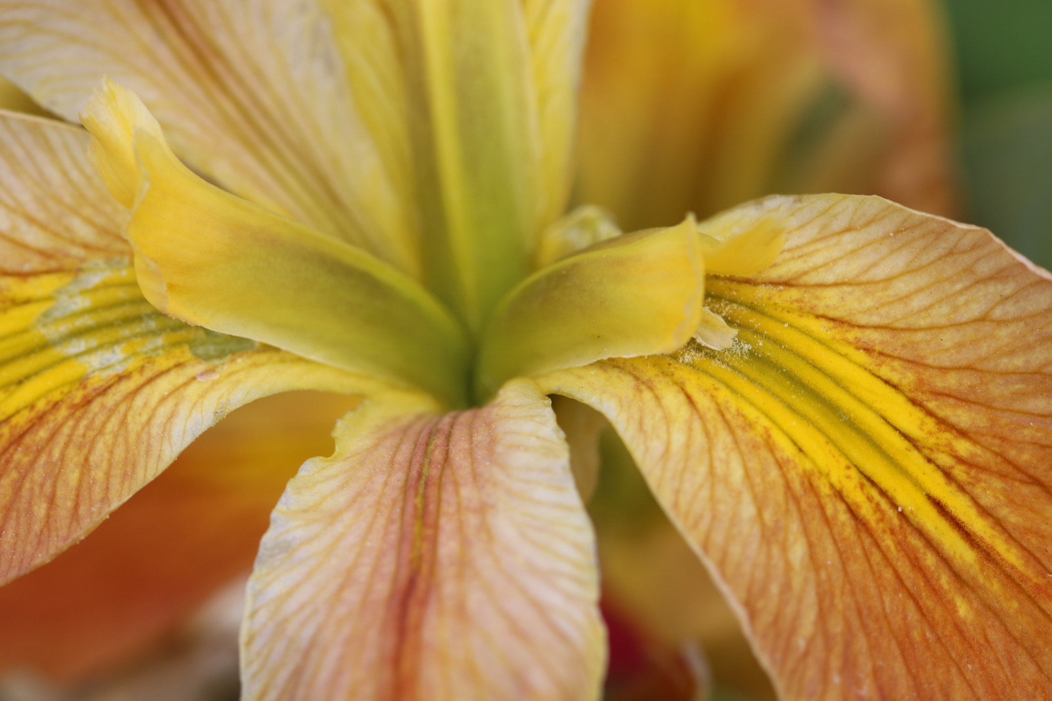 Canon EF 100mm F2.8 Macro USM sample photo. Iris 6304 photography