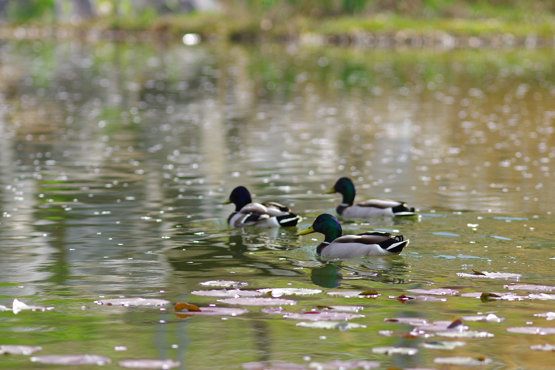 Pentax K-3 + Pentax smc DA* 200mm F2.8 ED (IF) SDM sample photo. 봄 산책 photography