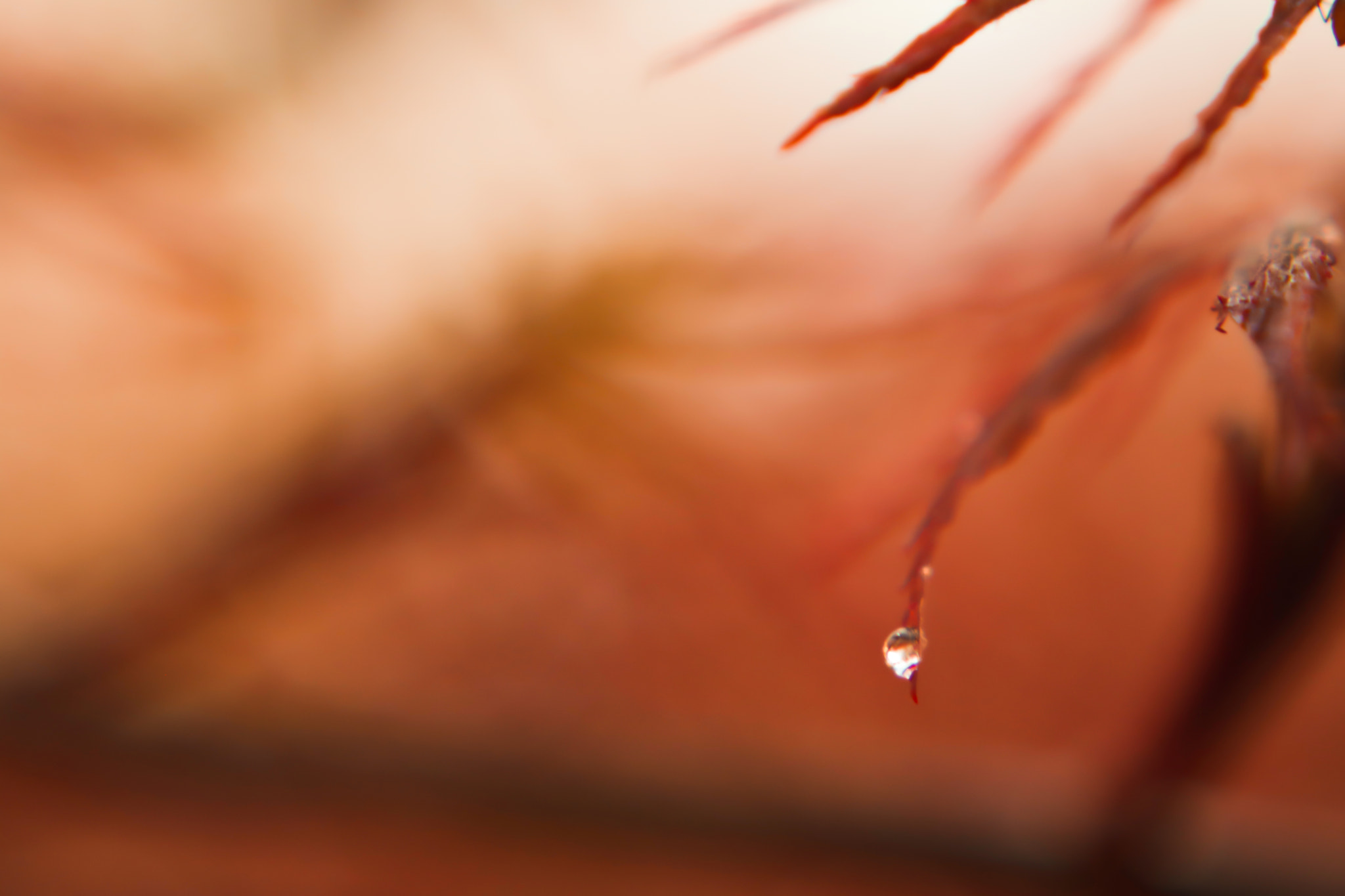 Canon EOS 750D (EOS Rebel T6i / EOS Kiss X8i) + Canon EF 85mm F1.8 USM sample photo. The drop falling from the leaf photography
