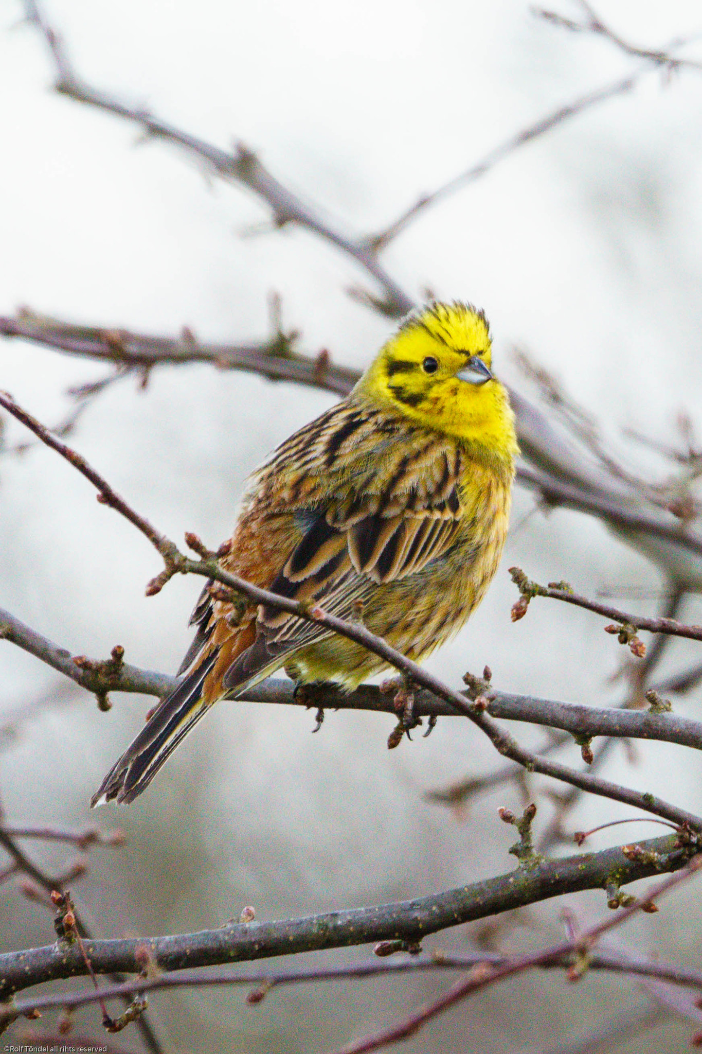 Sony ILCA-77M2 + Sony 70-400mm F4-5.6 G SSM sample photo. Rynningeviken photography