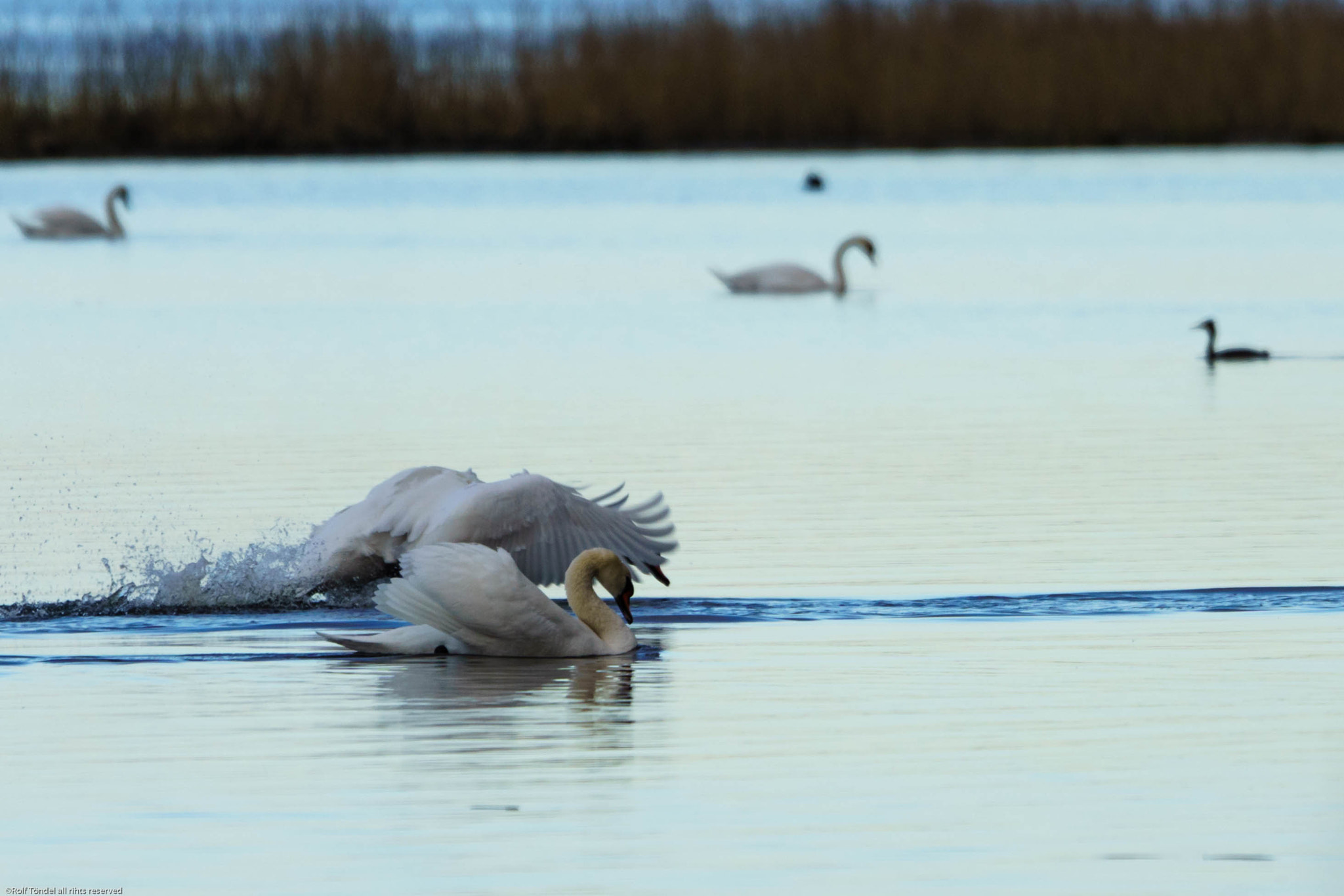 Sony ILCA-77M2 + Sony 70-400mm F4-5.6 G SSM sample photo. Rynningeviken photography