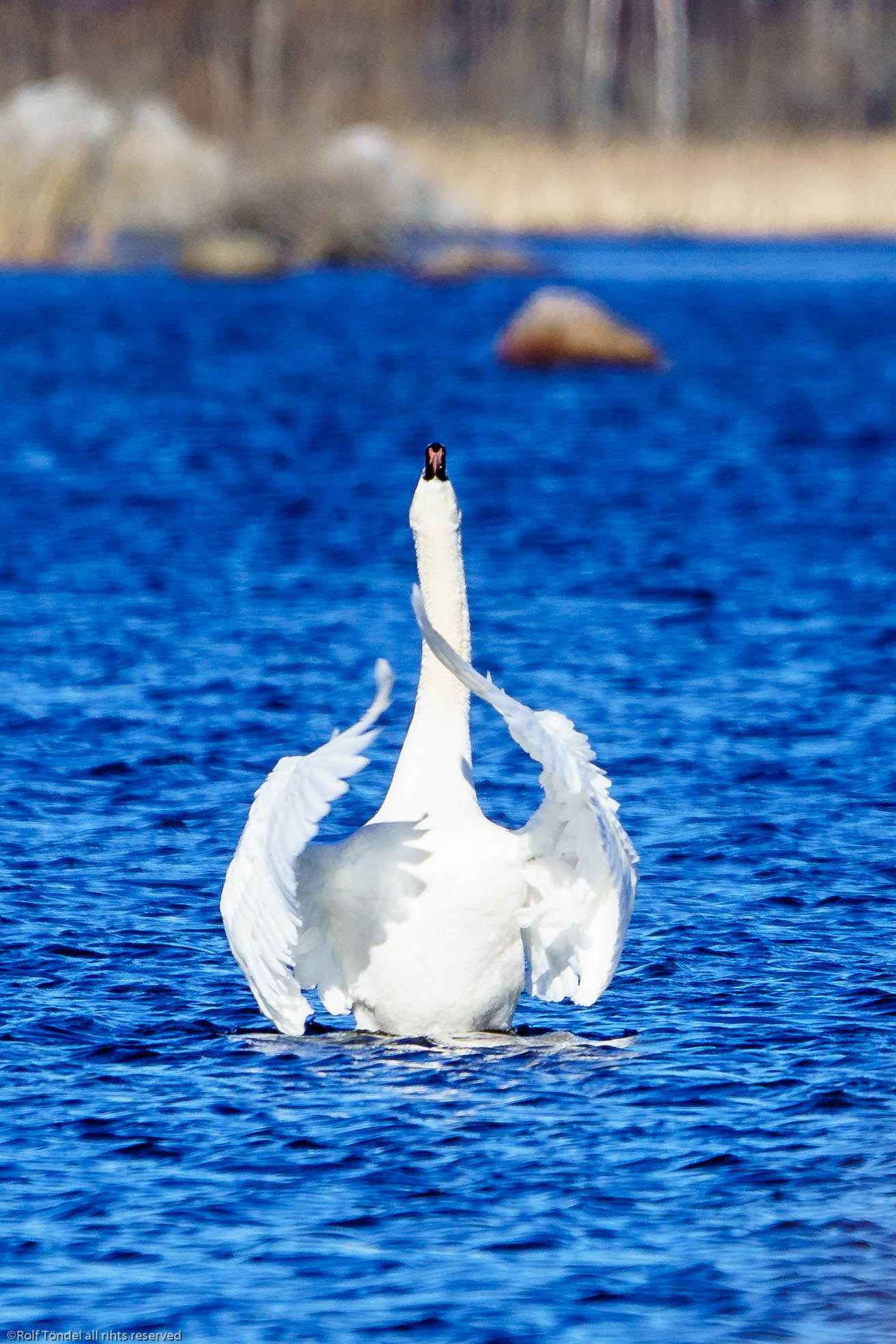 Sony ILCA-77M2 + Sony 70-400mm F4-5.6 G SSM sample photo. Rynningeviken photography