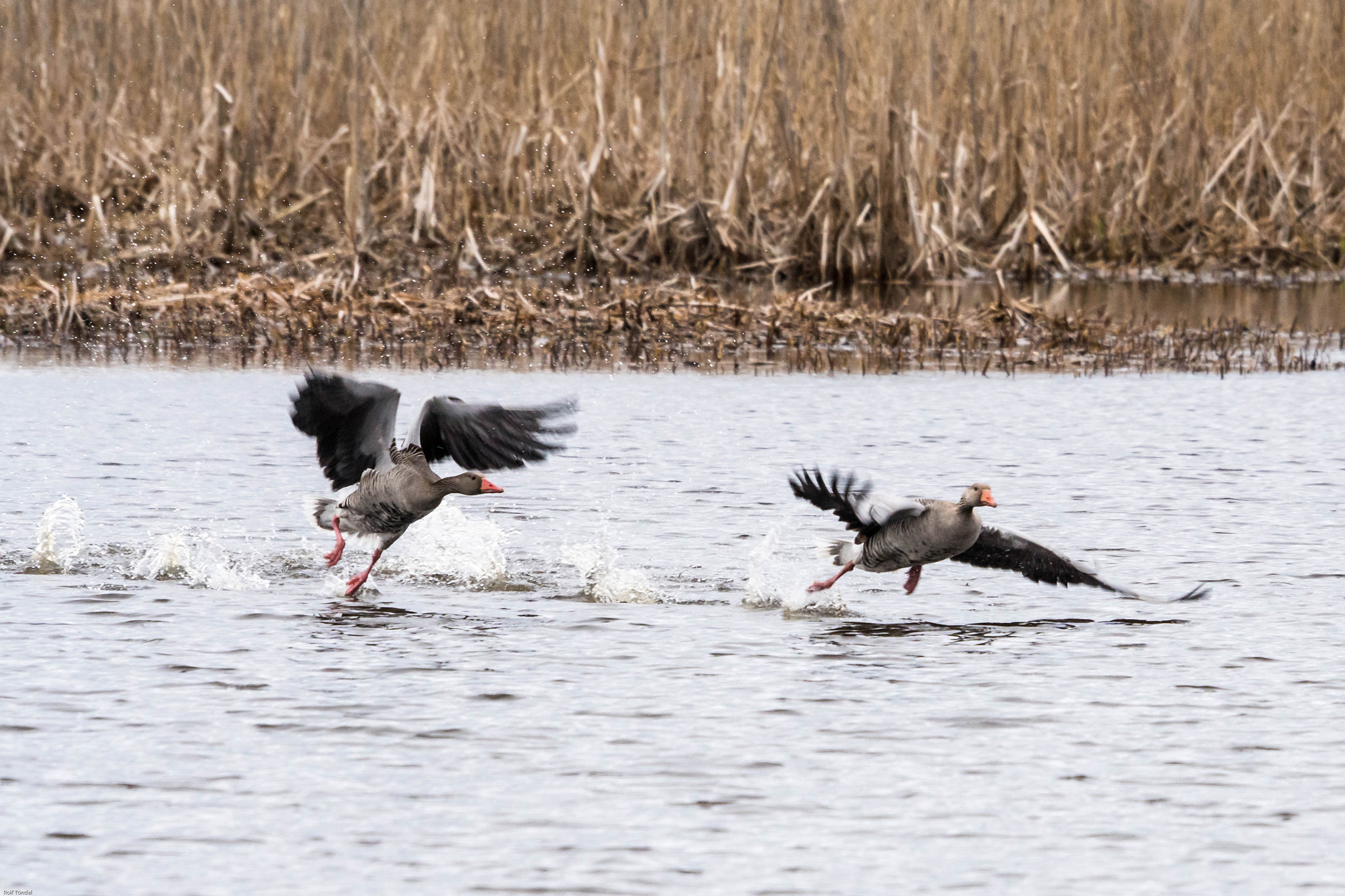 Sony ILCA-77M2 + Sony 70-400mm F4-5.6 G SSM sample photo. Rynningeviken photography