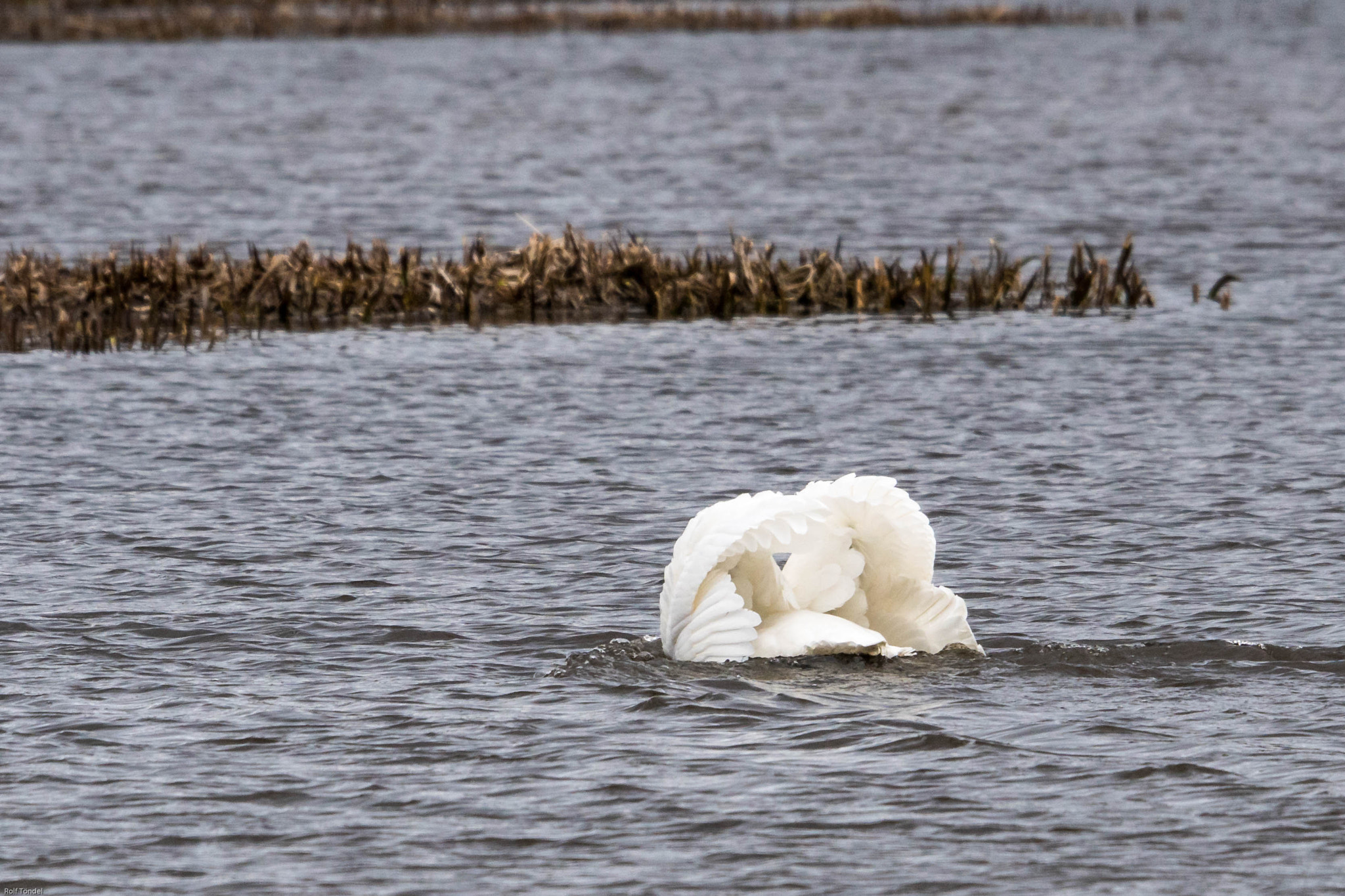 Sony ILCA-77M2 + Sony 70-400mm F4-5.6 G SSM sample photo. Rynningeviken photography