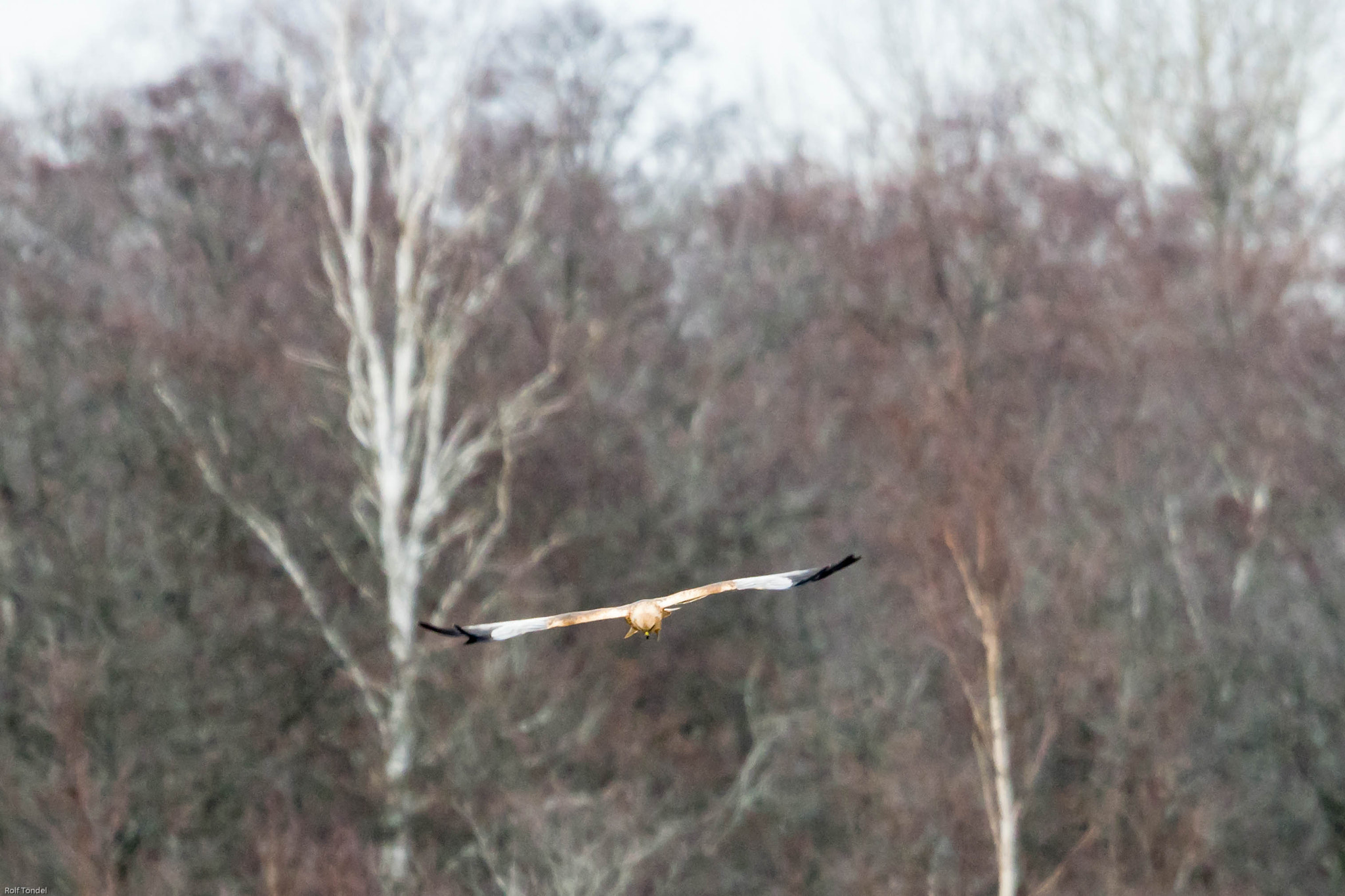 Sony ILCA-77M2 + Sony 70-400mm F4-5.6 G SSM sample photo. Rynningeviken photography