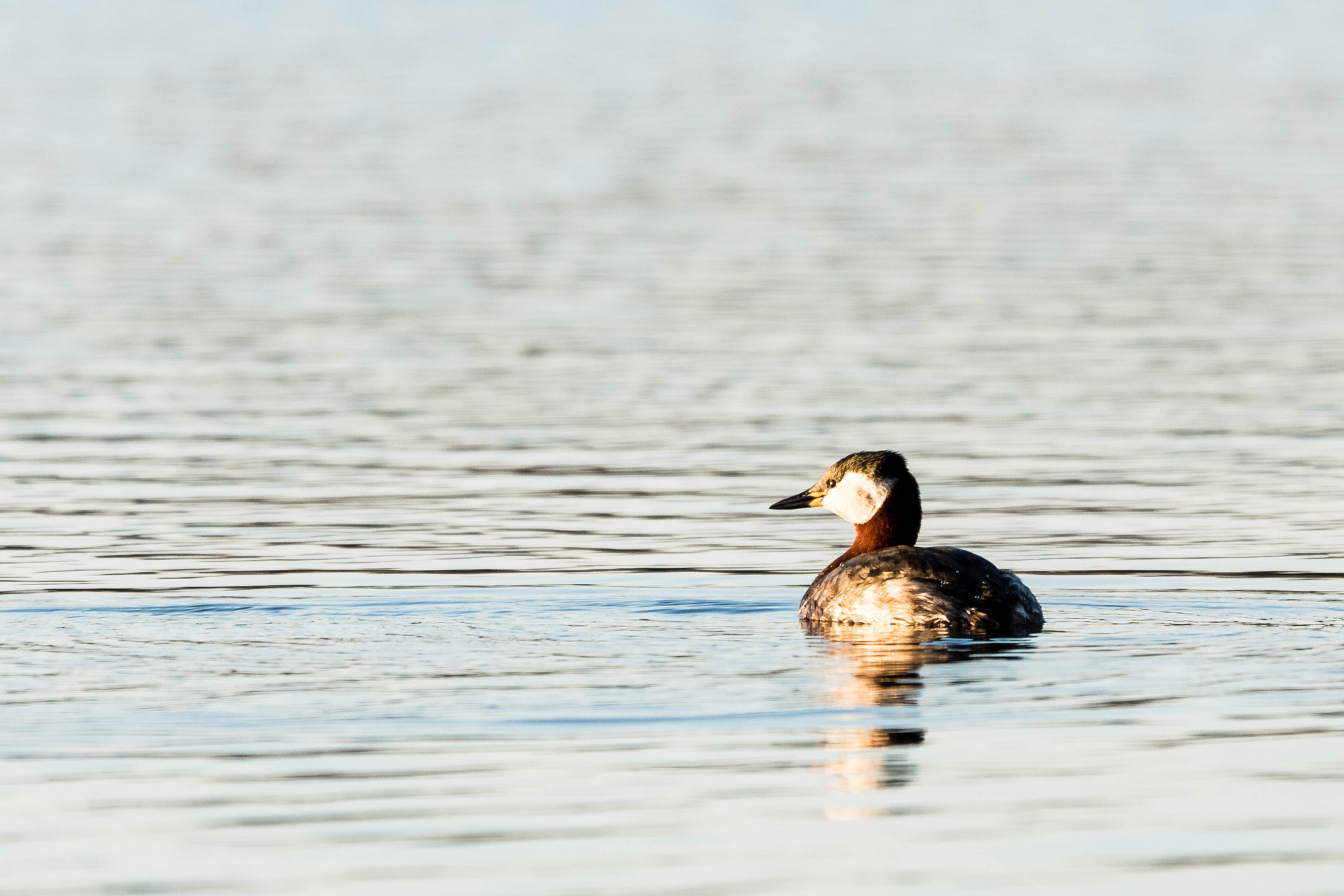 Sony ILCA-77M2 + Sony 70-400mm F4-5.6 G SSM sample photo. Rynningeviken photography