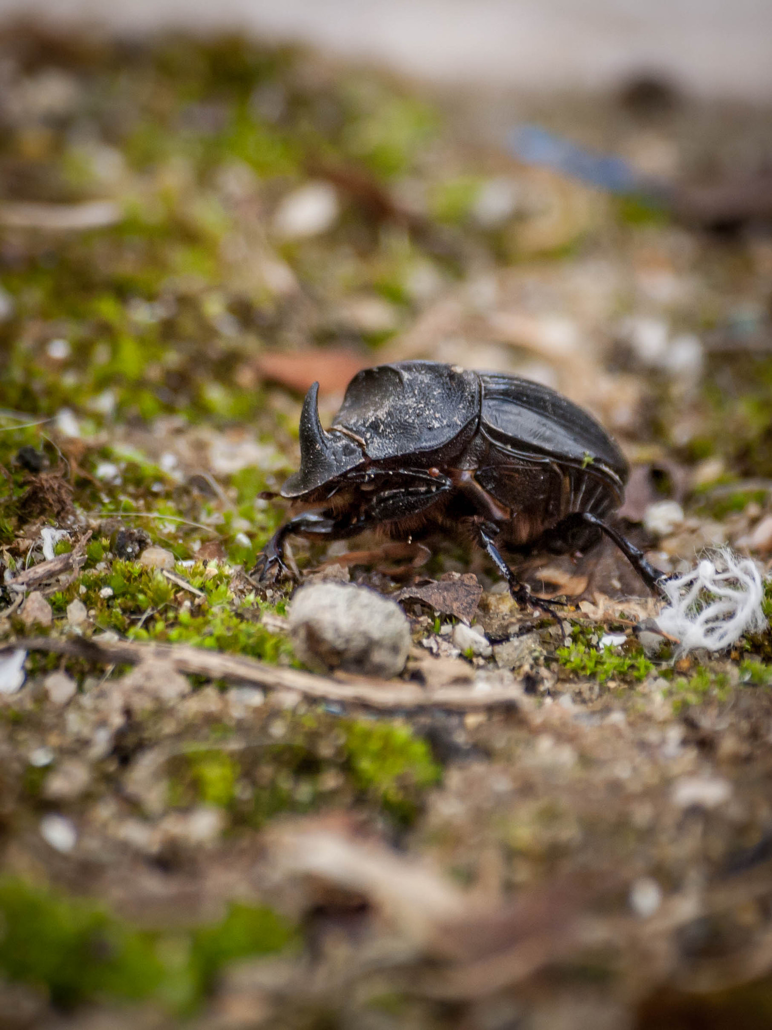 Sigma 70-300mm F4-5.6 APO DG Macro sample photo. Beetle photography
