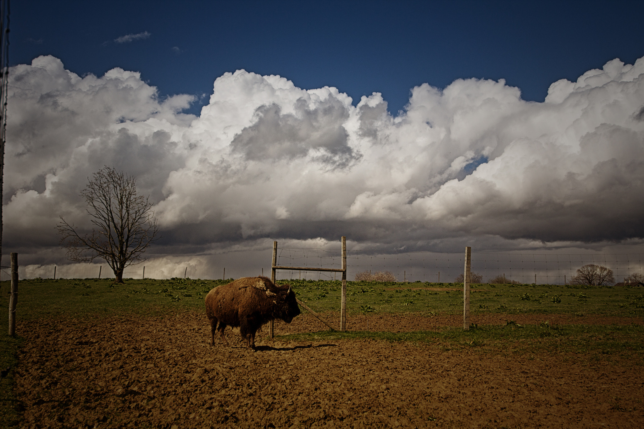 Sigma 12-24mm F4.5-5.6 II DG HSM sample photo. Bison de boncourt photography