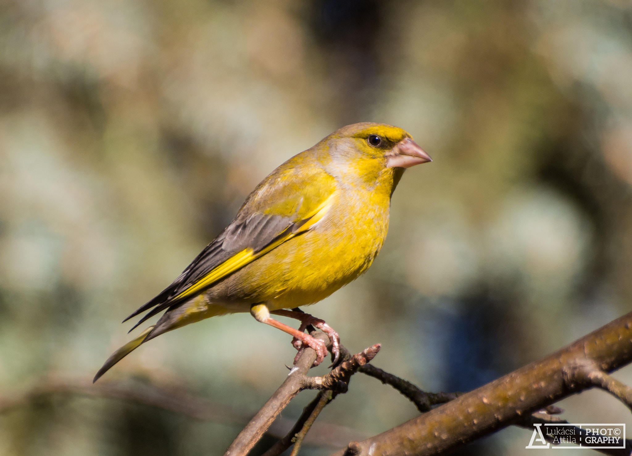 Olympus Zuiko Digital ED 70-300mm F4.0-5.6 sample photo. Angry bird photography