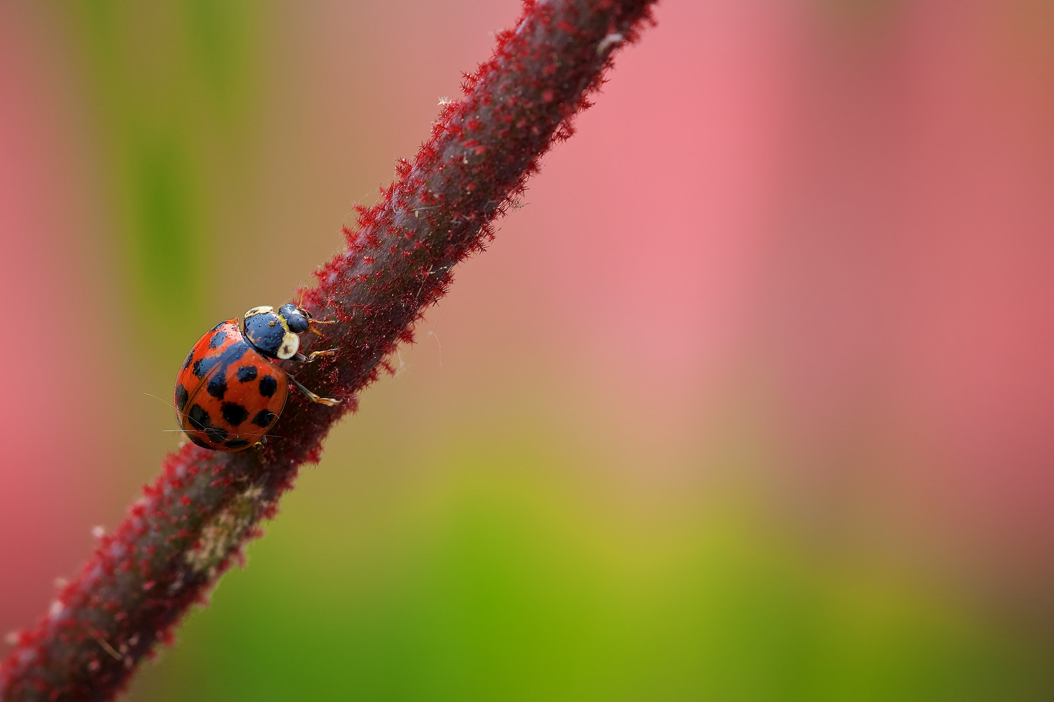 Sony a7R II + Sony FE 90mm F2.8 Macro G OSS sample photo. Little lady in red photography