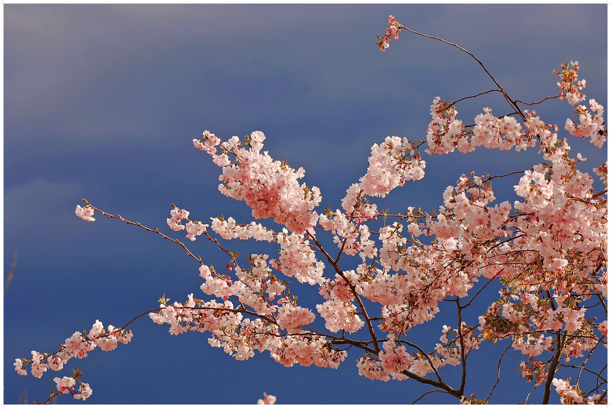 Nikon D2X sample photo. Yes, spring is comming :-) photography
