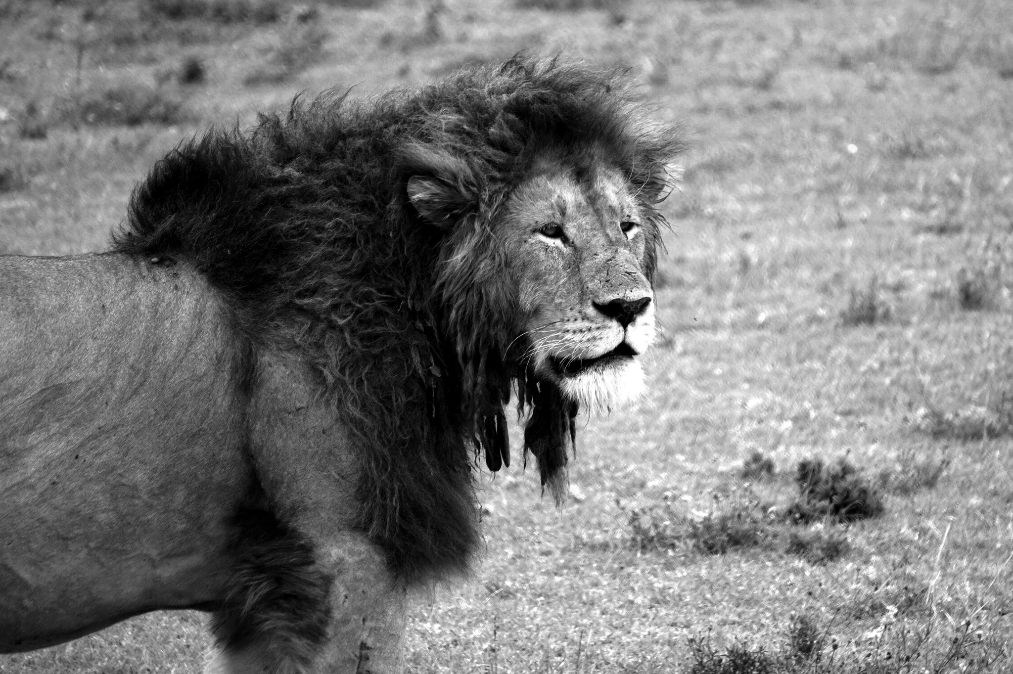 Sony E 55-210mm F4.5-6.3 OSS sample photo. Lion in ngorongoro crater, tanzania photography
