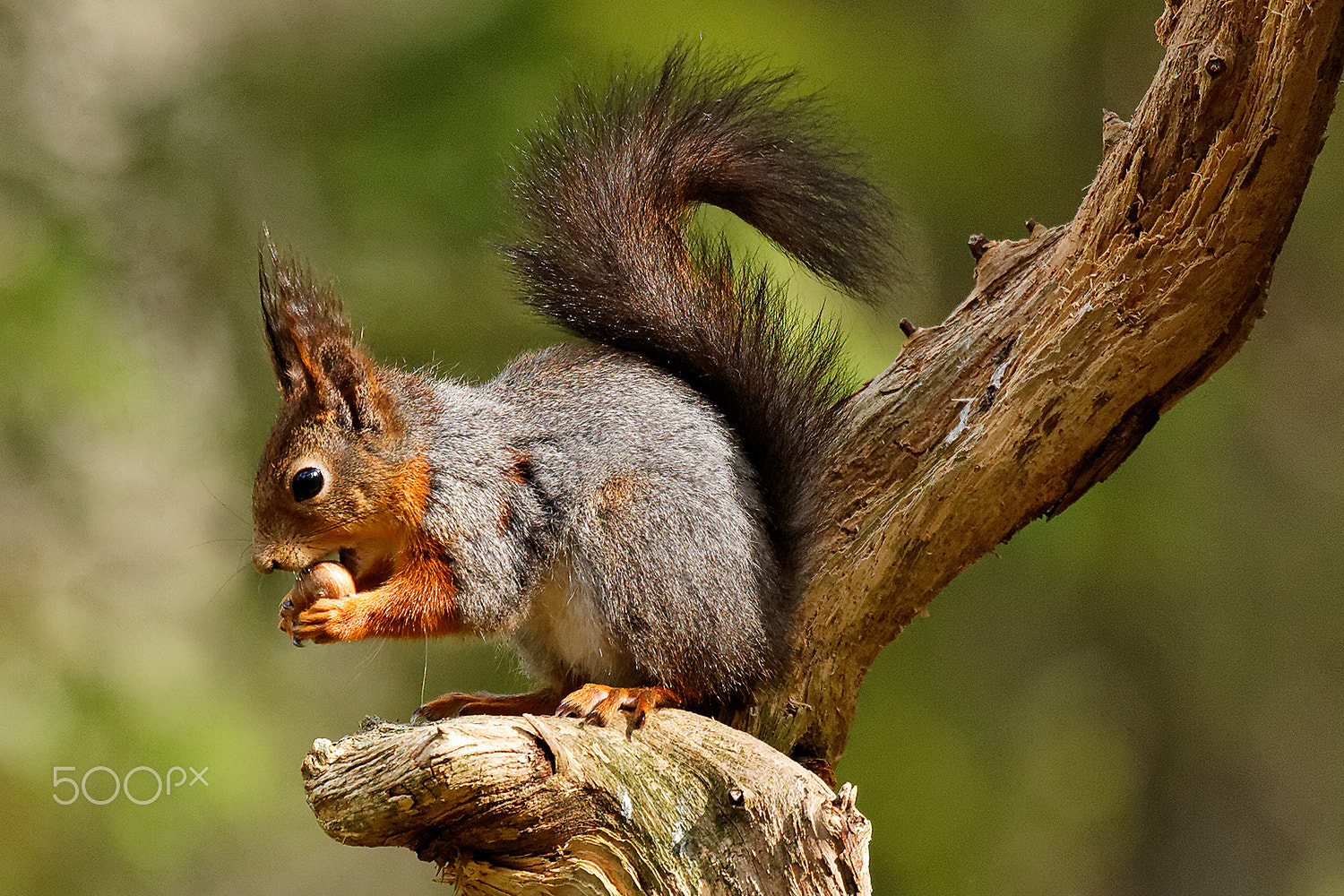 Canon EOS 5D + Canon EF 100-400mm F4.5-5.6L IS USM sample photo. Squirrel photography