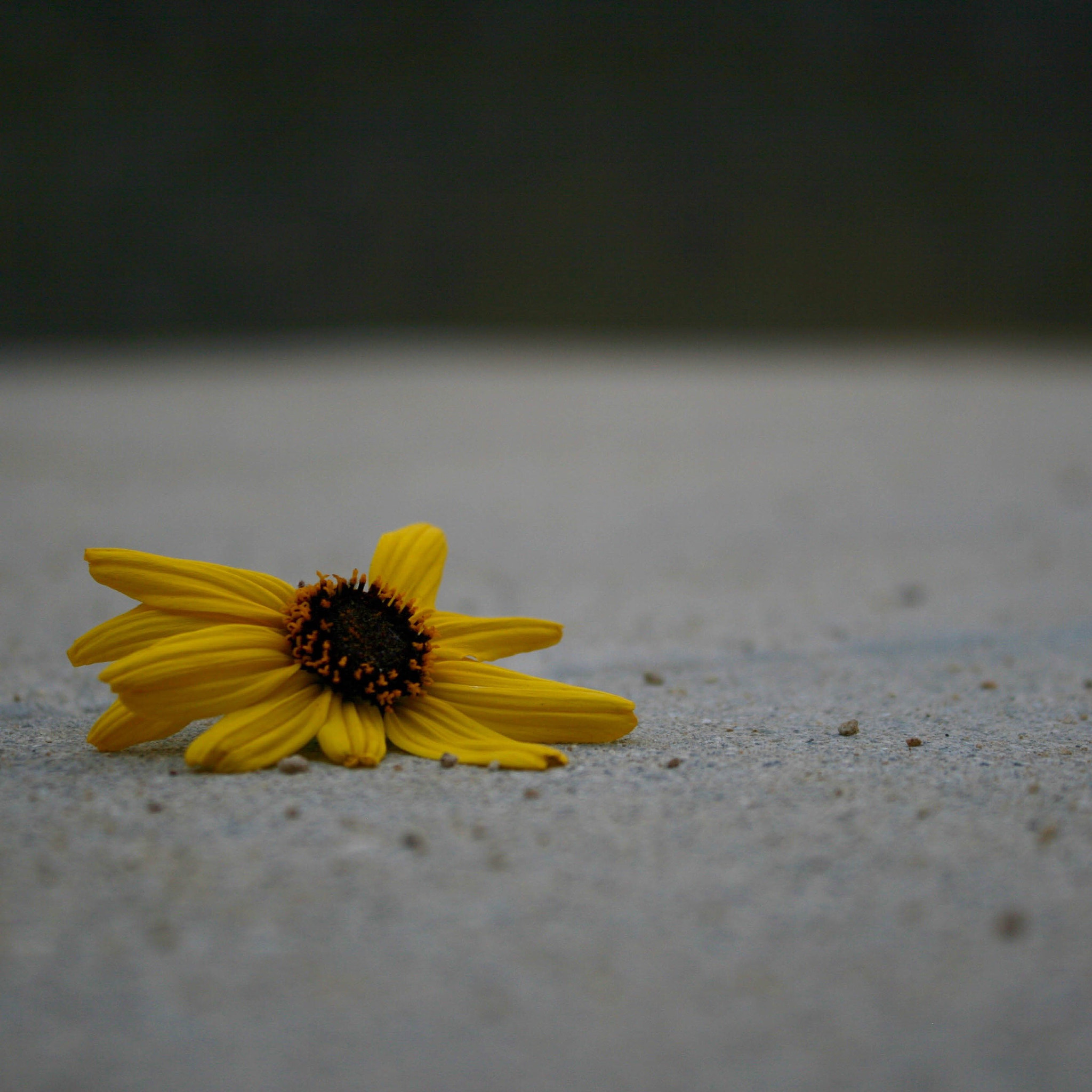 Canon EOS 400D (EOS Digital Rebel XTi / EOS Kiss Digital X) sample photo. Fallen daisy photography