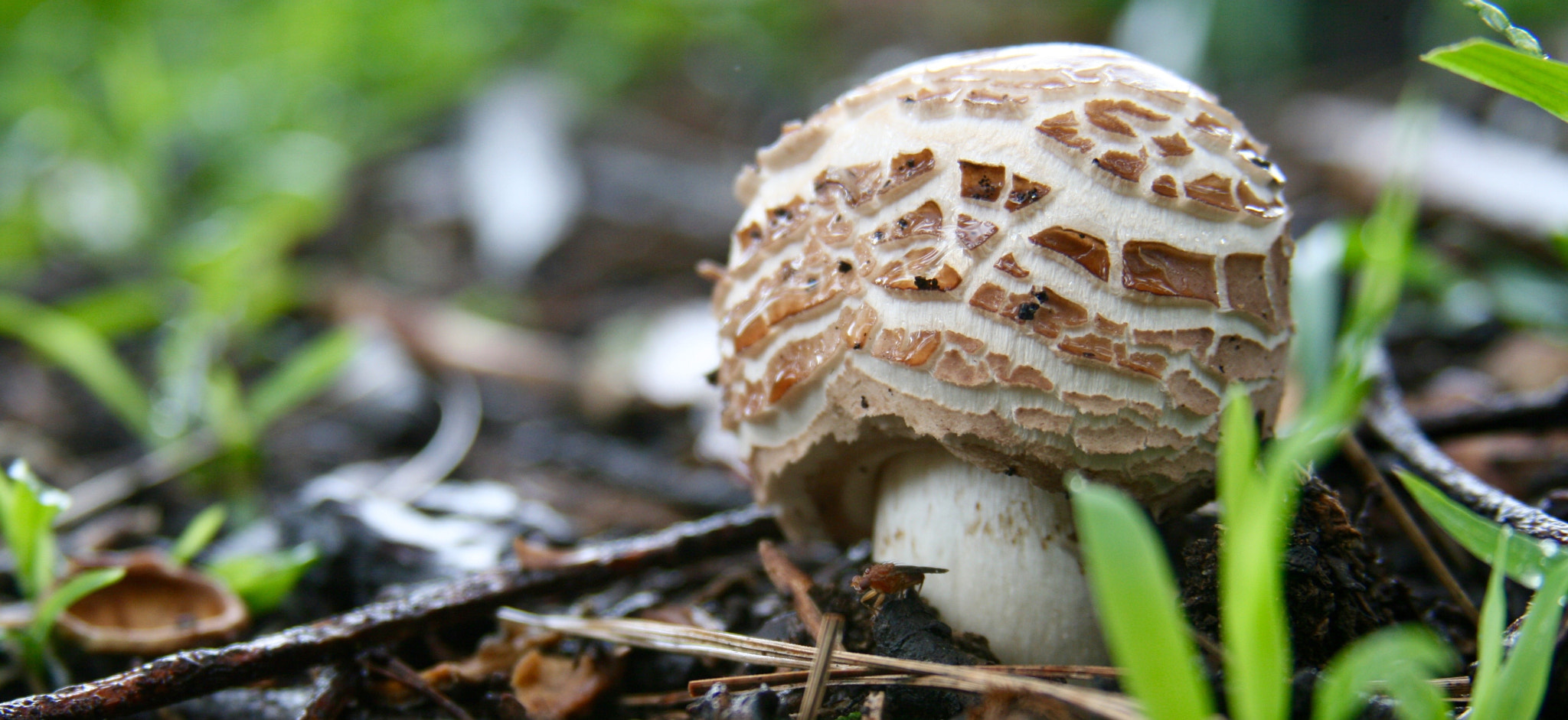 Canon EOS 400D (EOS Digital Rebel XTi / EOS Kiss Digital X) sample photo. Mushroom photography
