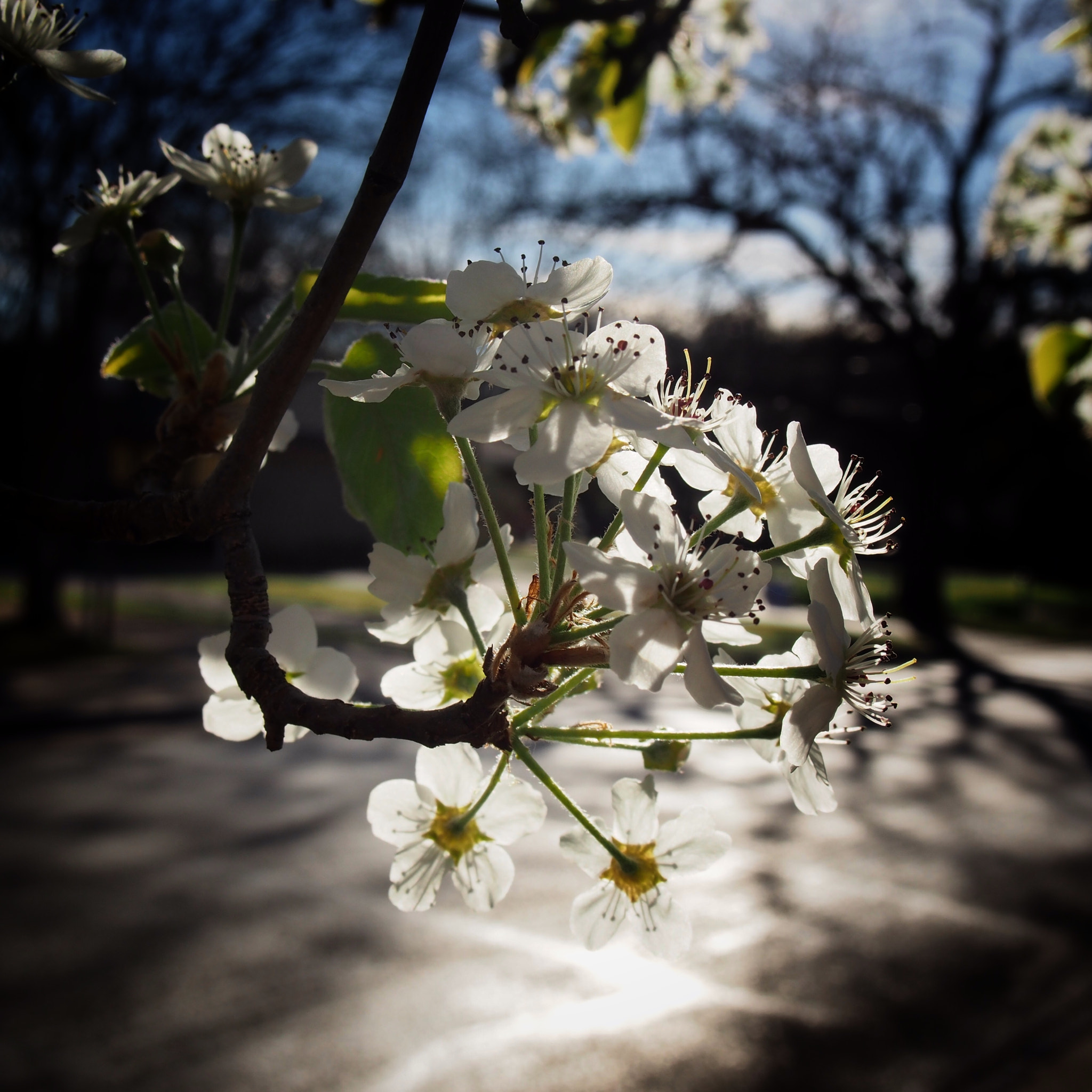 Olympus PEN E-P5 sample photo. Untitled photography