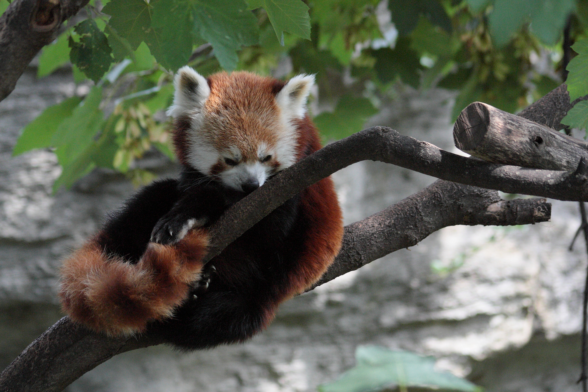 Sigma 70-300mm F4-5.6 APO DG Macro sample photo. Fluffy photography