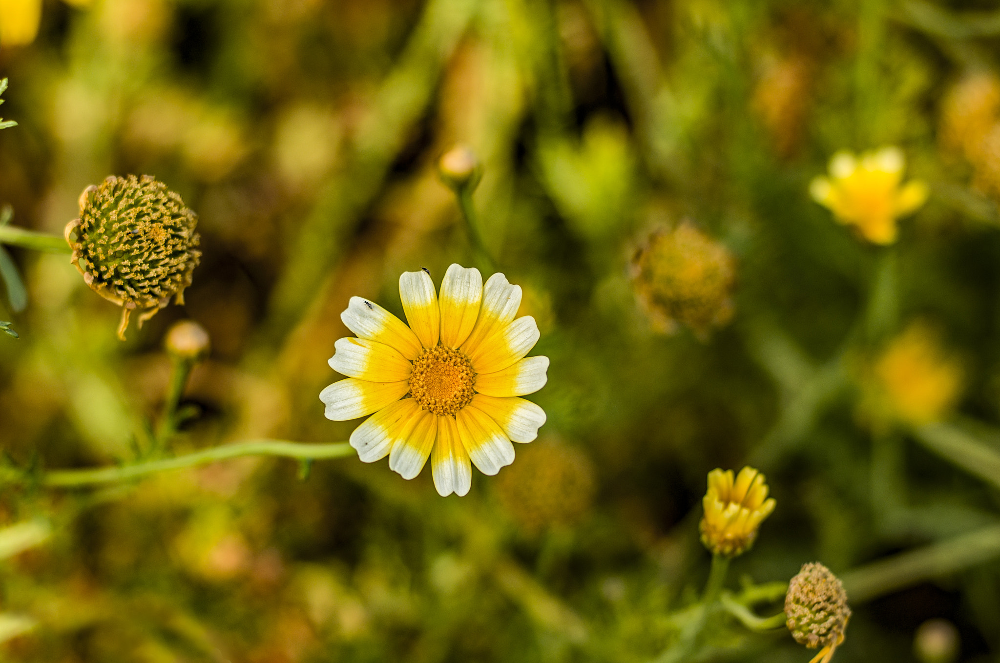 Hasselblad H4D + HC 80 sample photo. Flower photography