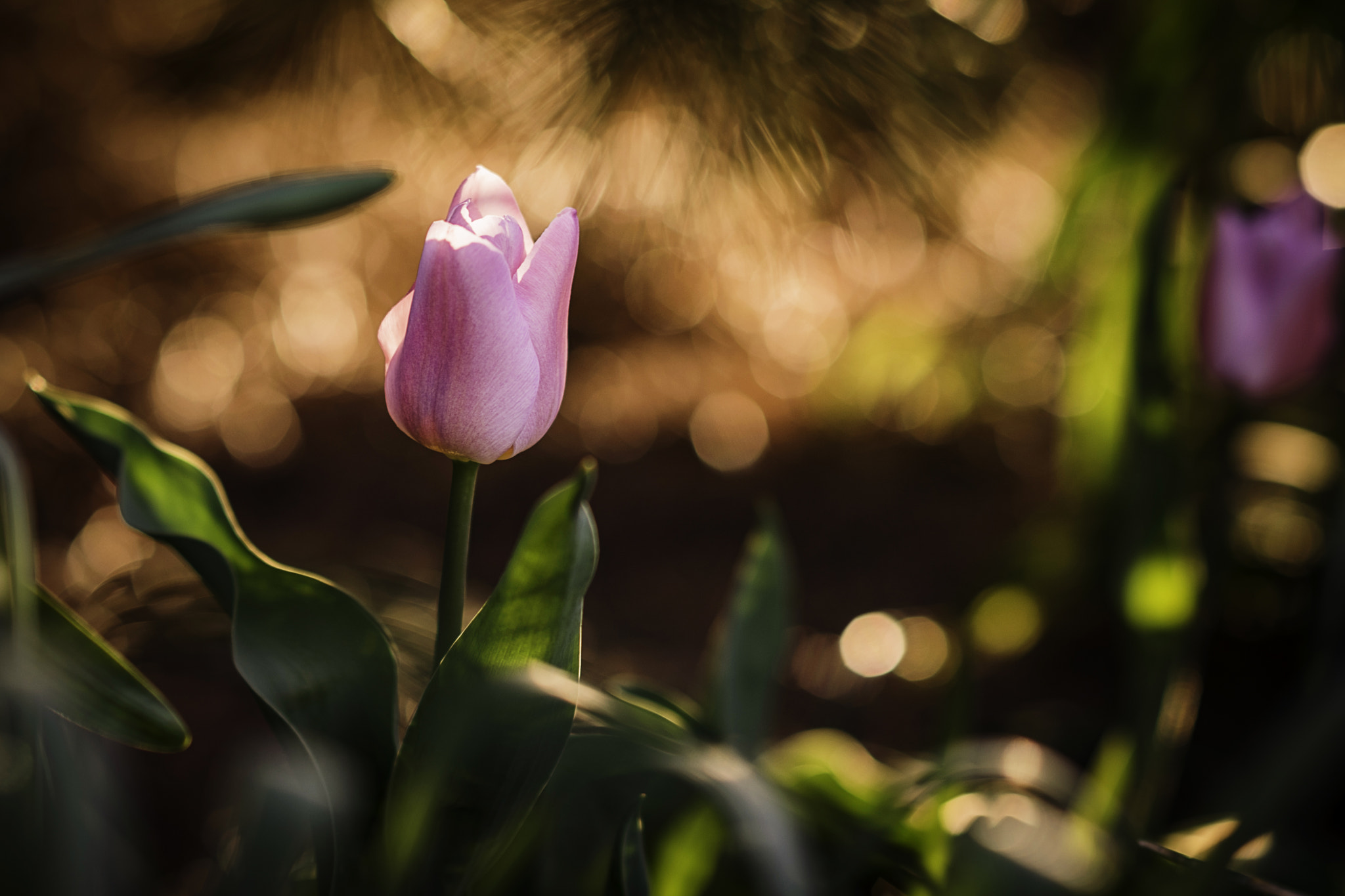Nikon D3300 + Sigma 85mm F1.4 EX DG HSM sample photo. Pinktulip kodacec photography