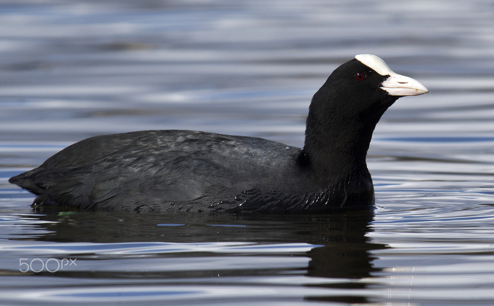 Canon EOS 60D + Sigma 100-300mm f/4 sample photo. Fulicia atra photography