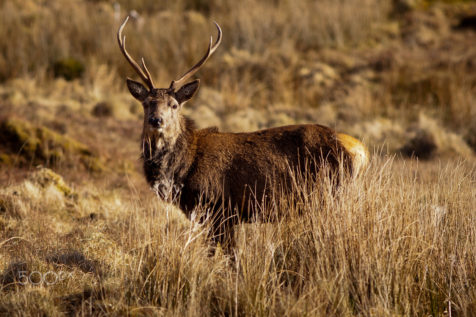 Canon EF 200mm F2.8L II USM sample photo. Stag photography