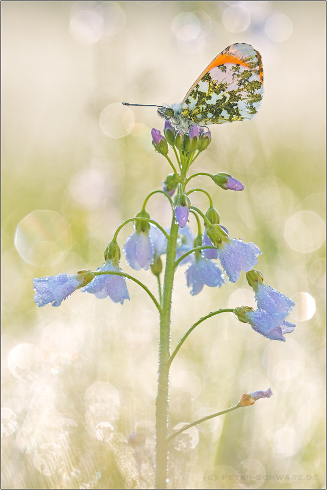 Sigma 150mm f/2.8 EX DG OS HSM APO Macro sample photo. Anthocharis cardamines photography