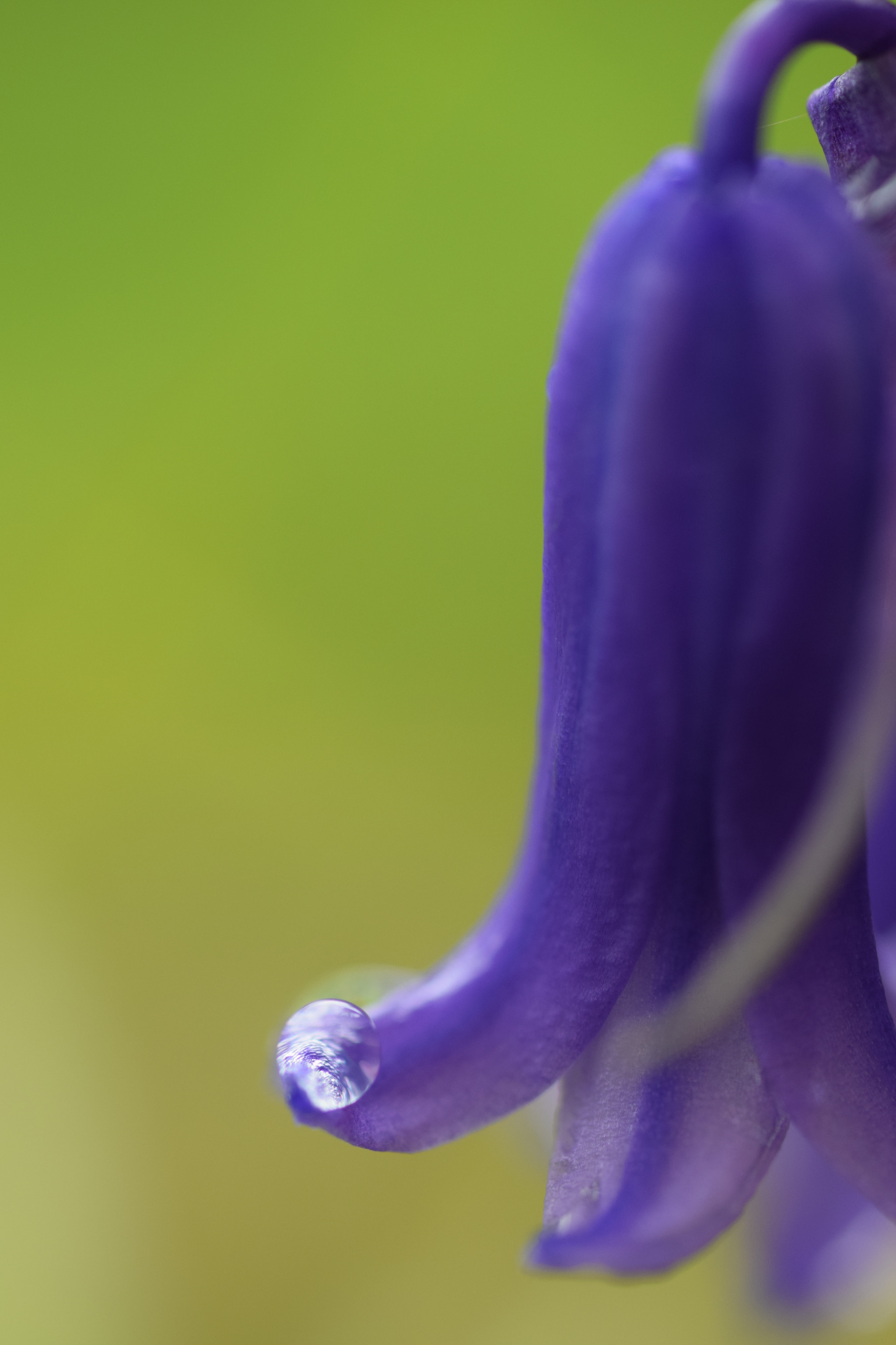 Nikon D3300 + Sigma 50mm F2.8 EX DG Macro sample photo. Gouttelette sur fée clochette photography