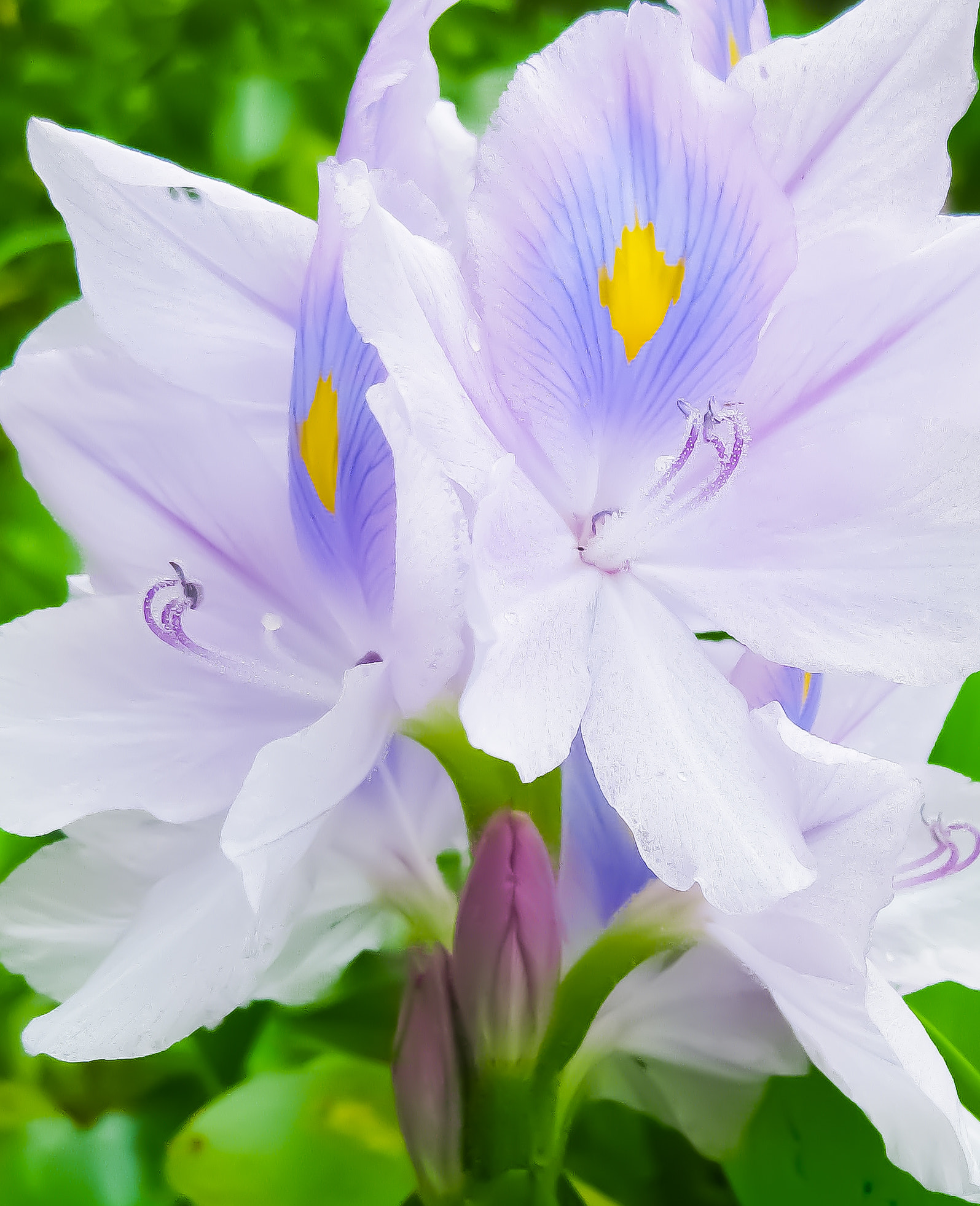 Canon PowerShot SD770 IS (Digital IXUS 85 IS / IXY Digital 25 IS) sample photo. Eceng gondok flower photography