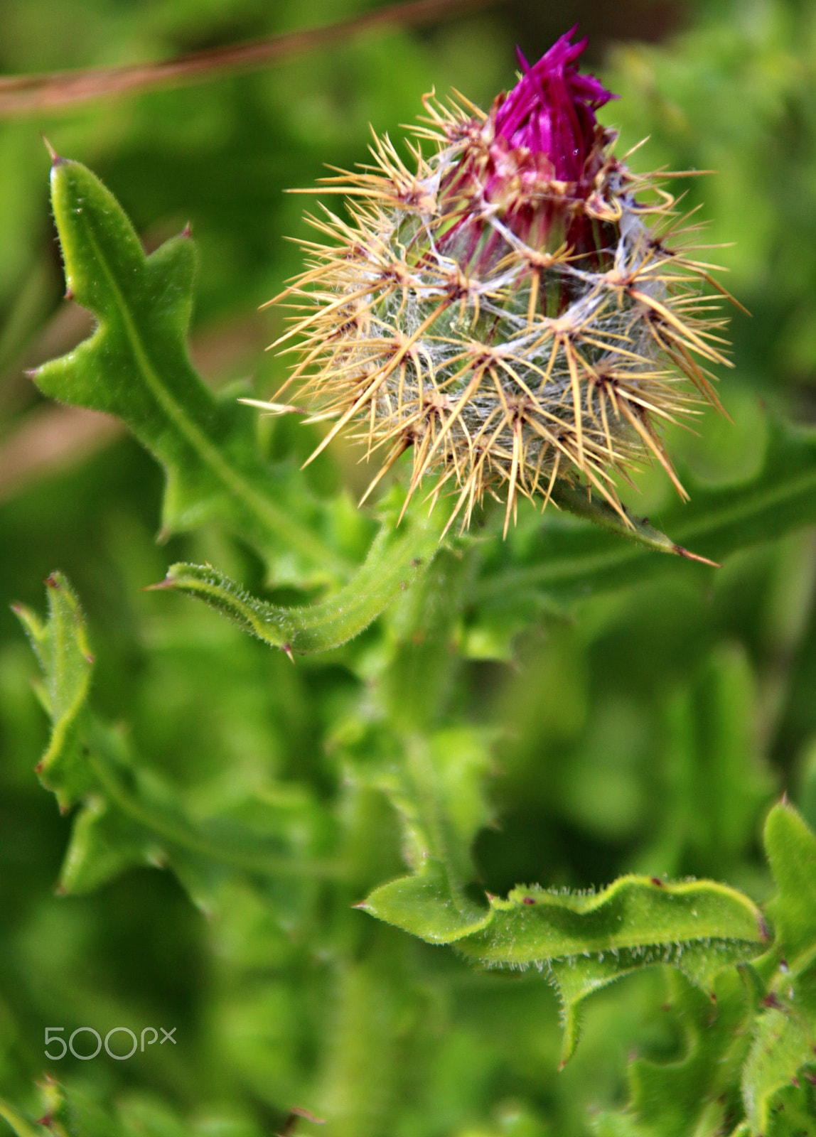 Canon TS-E 90mm F2.8 Tilt-Shift sample photo. Born photography