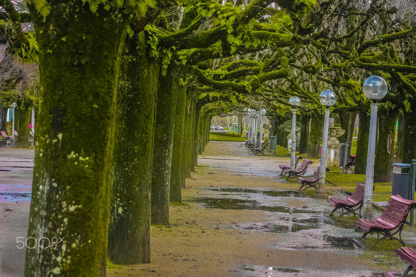Canon EF 75-300mm f/4-5.6 USM sample photo. Rainy day photography