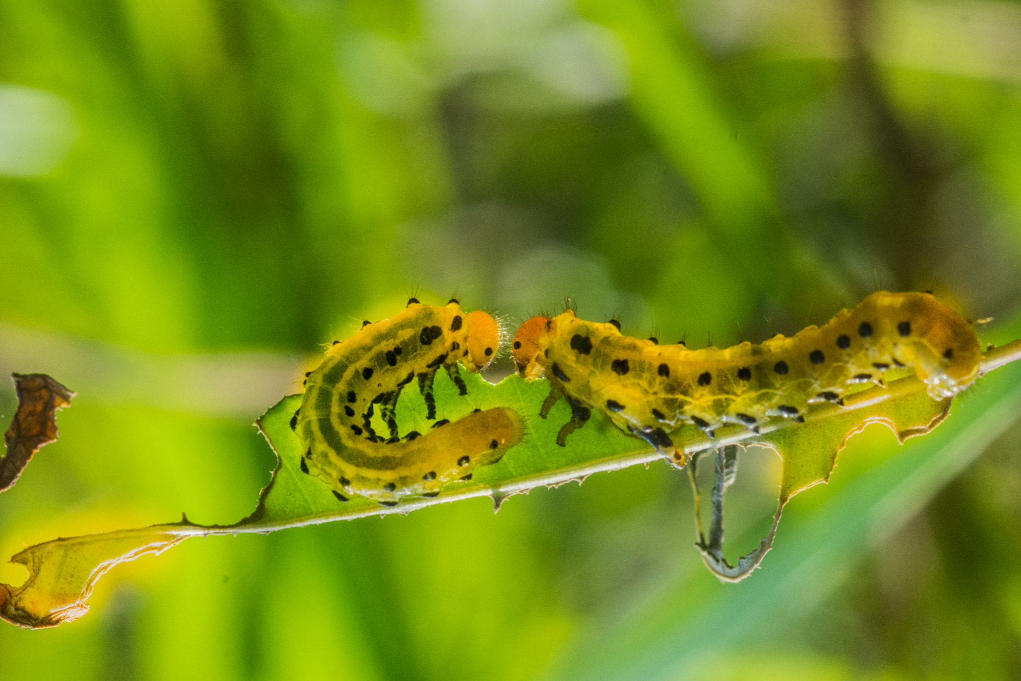 Nikon D5300 + Nikon AF Micro-Nikkor 60mm F2.8D sample photo. A little love story photography