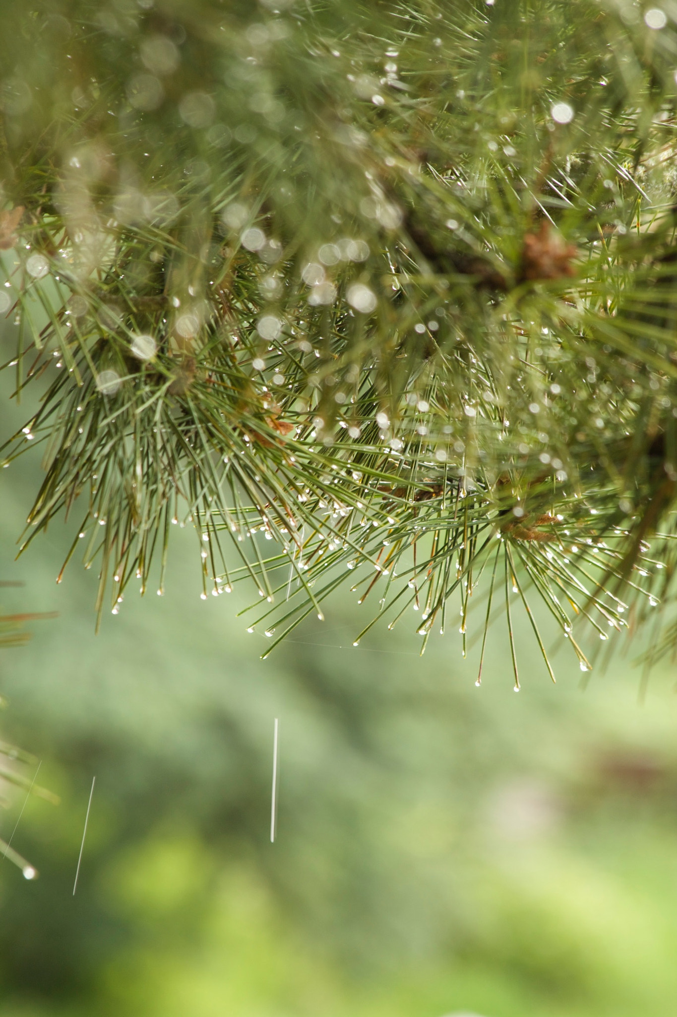Canon EF 70-300mm F4-5.6 IS USM sample photo. This is one of my early photos i started with but  ... photography