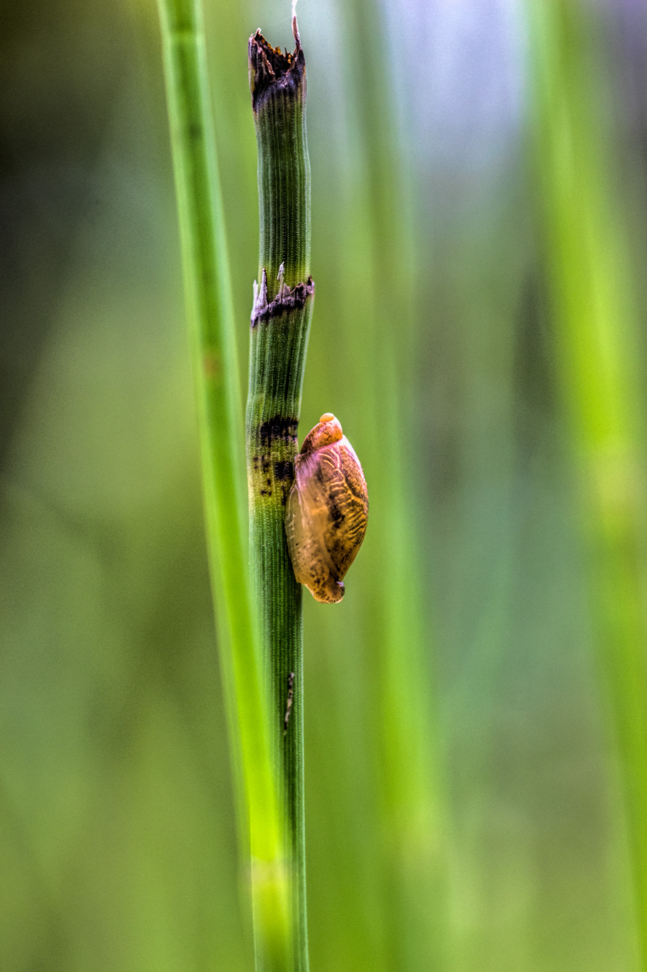 Nikon D5300 + Nikon AF Micro-Nikkor 60mm F2.8D sample photo. Snail photography