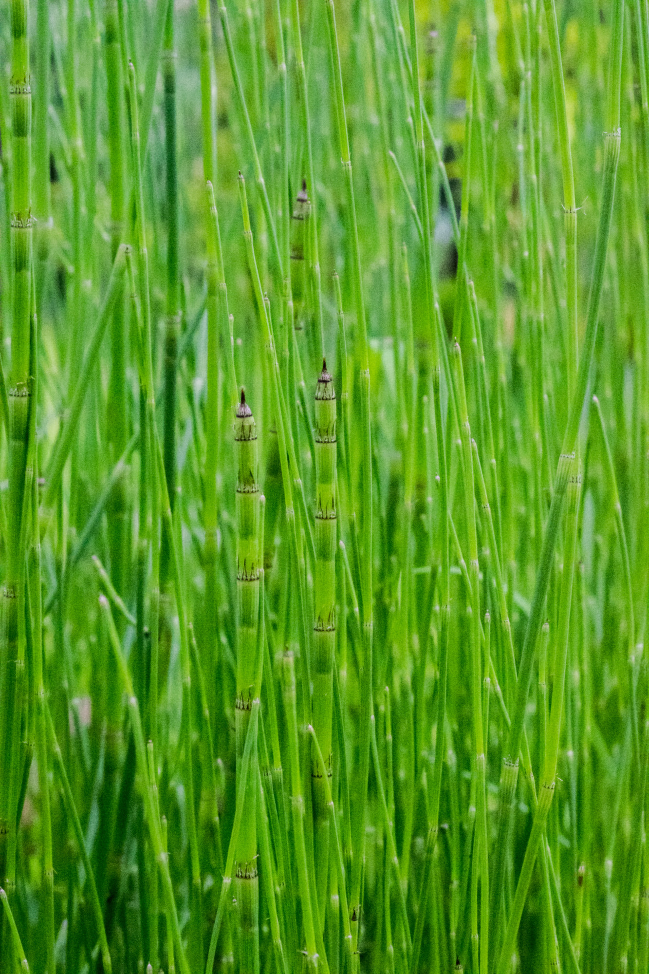 Nikon D5300 + Nikon AF Micro-Nikkor 60mm F2.8D sample photo. Bamboo grass photography