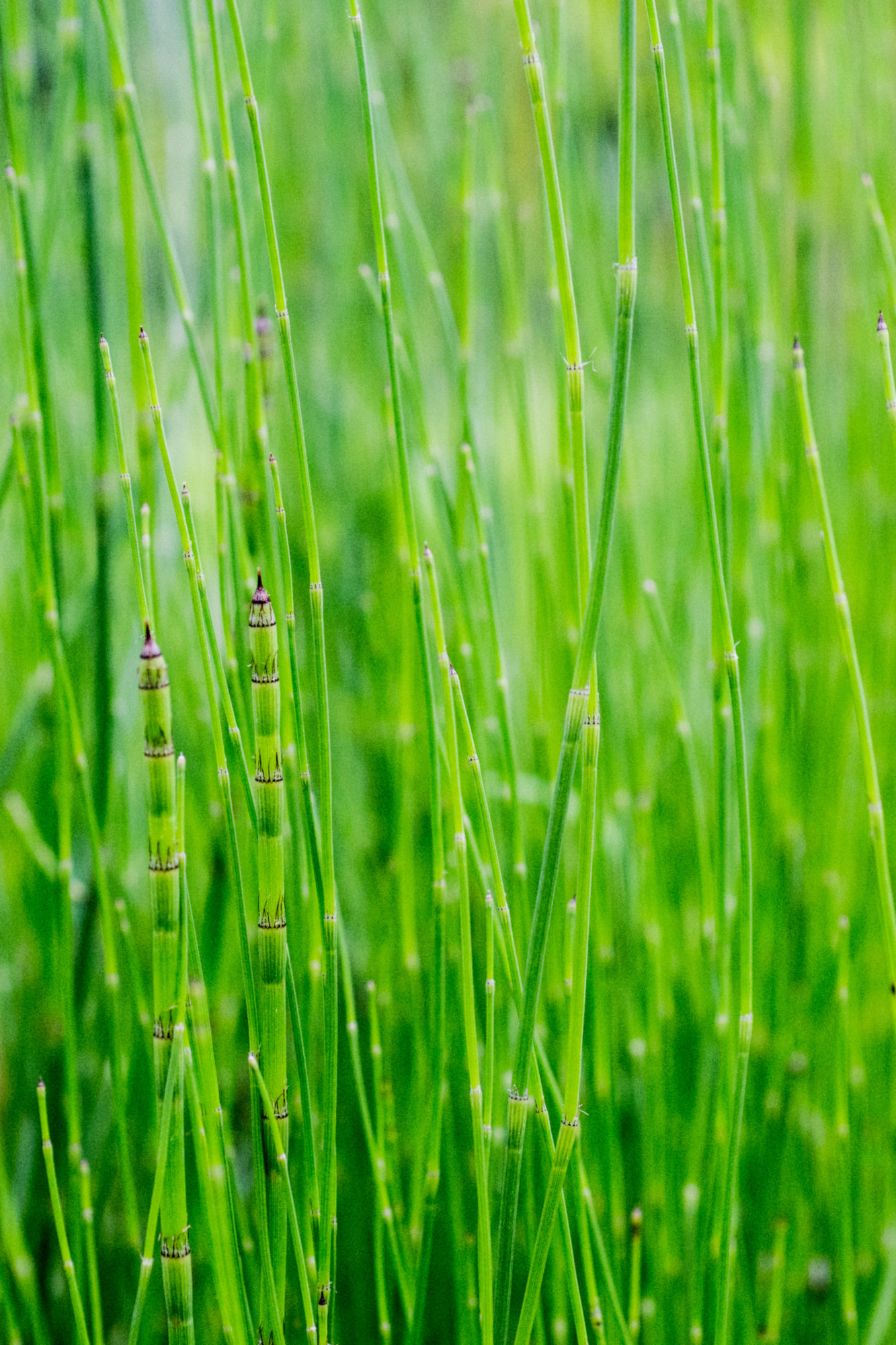 Nikon D5300 + Nikon AF Micro-Nikkor 60mm F2.8D sample photo. Bamboo grass photography