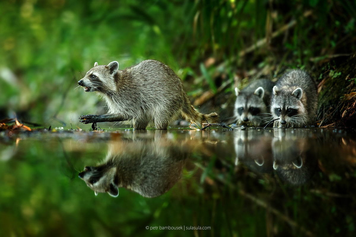 Canon EOS 5DS + Canon EF 300mm F2.8L IS II USM sample photo. Racoon | florida photography