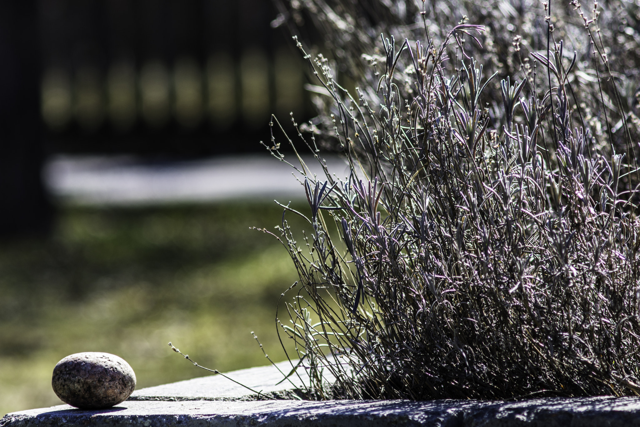 AF Zoom-Nikkor 75-300mm f/4.5-5.6 sample photo. Garden philosophy... photography