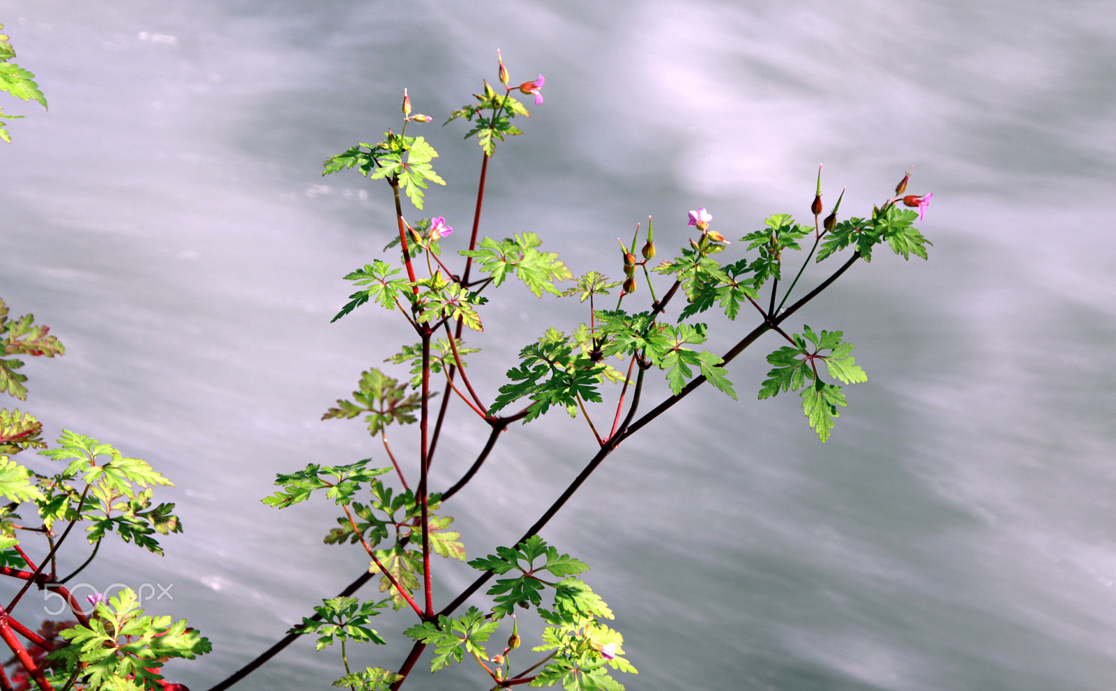 Canon TS-E 90mm F2.8 Tilt-Shift sample photo. Erva photography