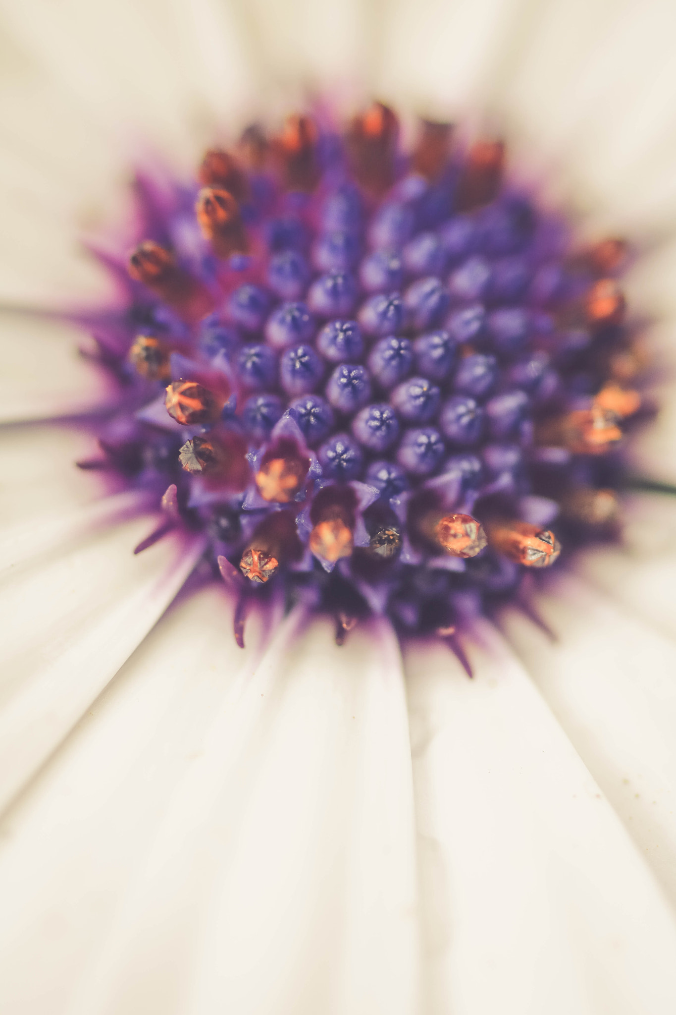 Sigma 105mm F2.8 EX DG OS HSM sample photo. Miss purple photography