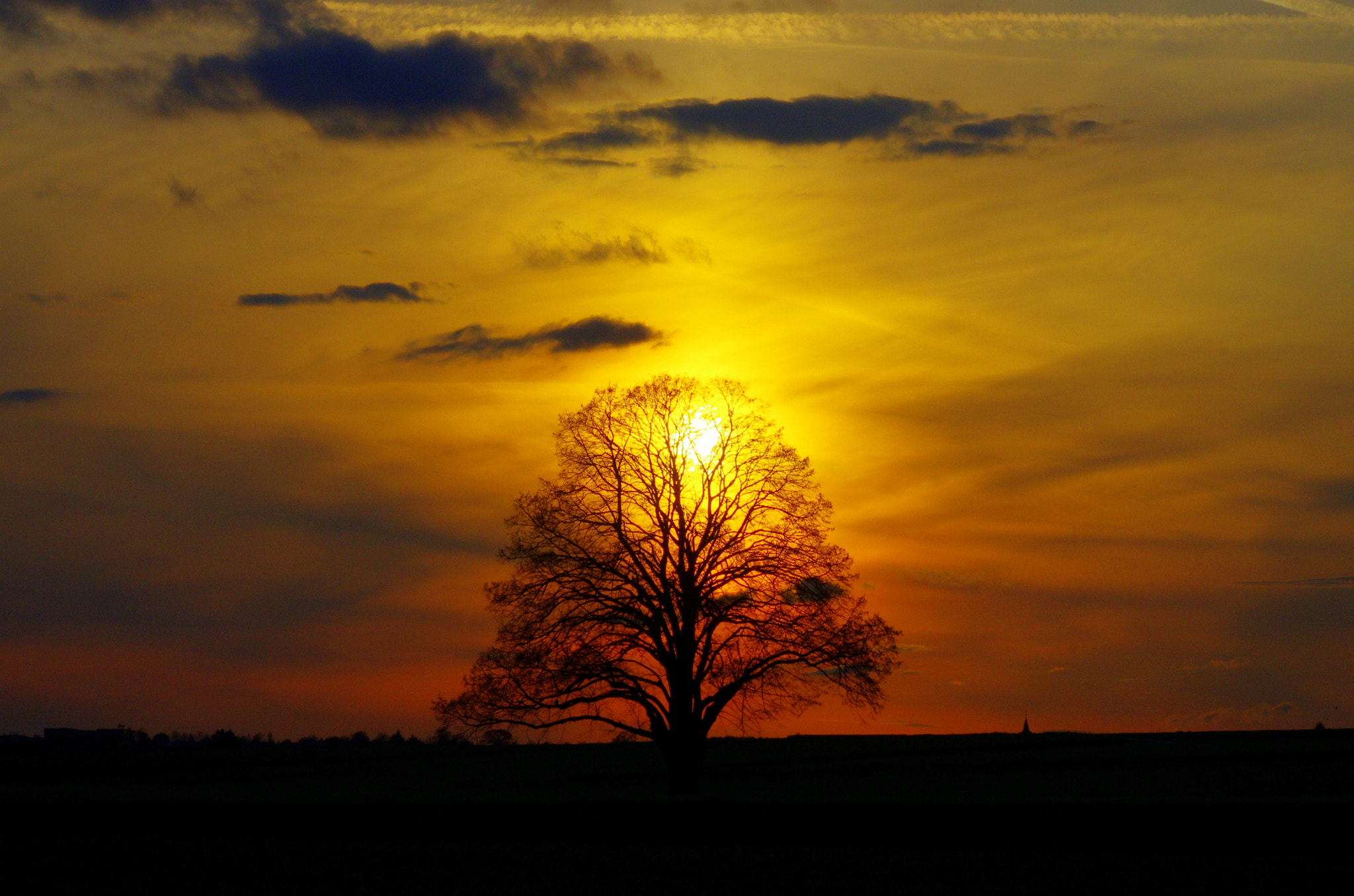 smc PENTAX-DA L 55-300mm F4-5.8 ED sample photo. Tree with "sunburn" photography