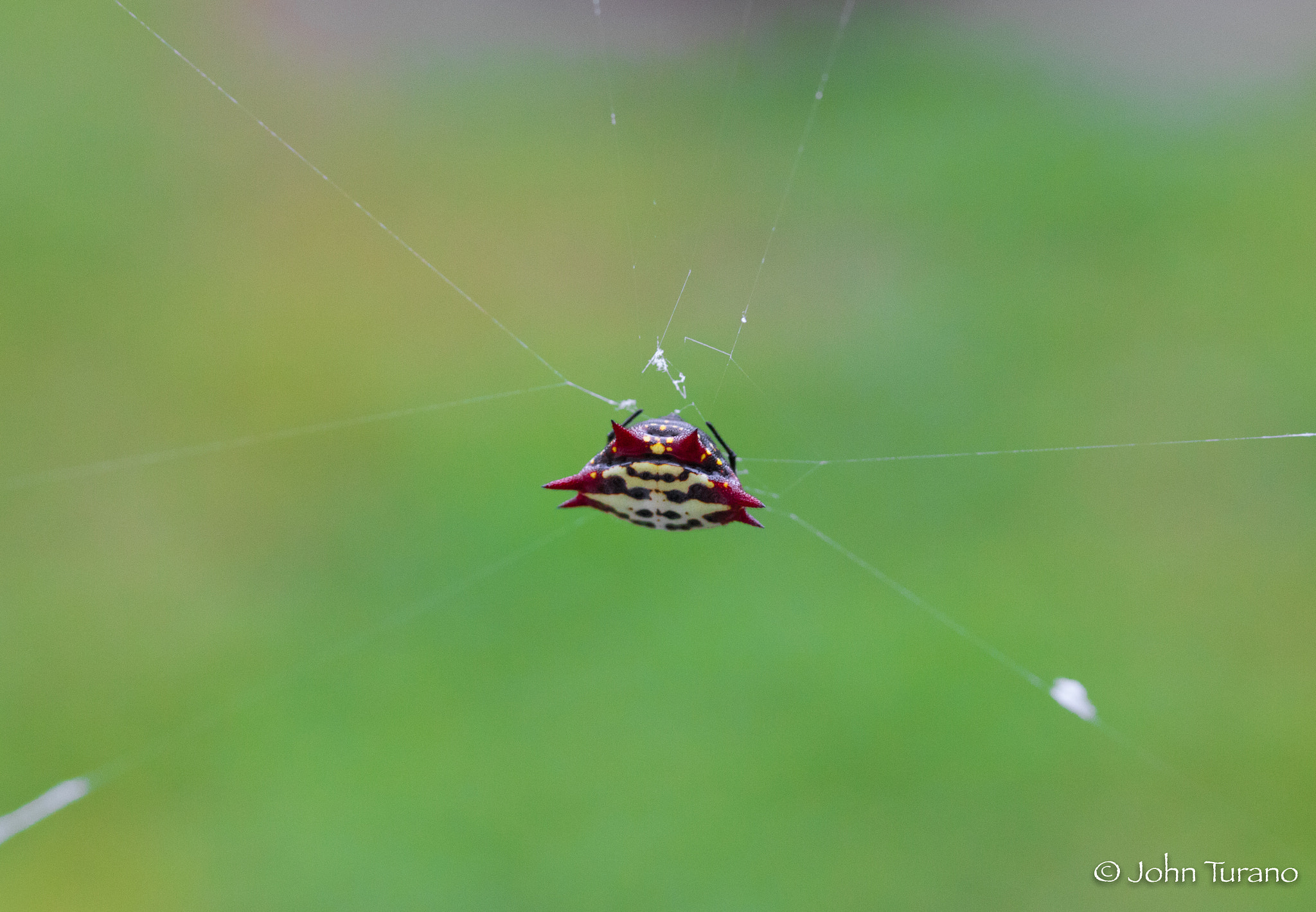 Canon EF-S 60mm F2.8 Macro USM sample photo. Just hanging in there photography