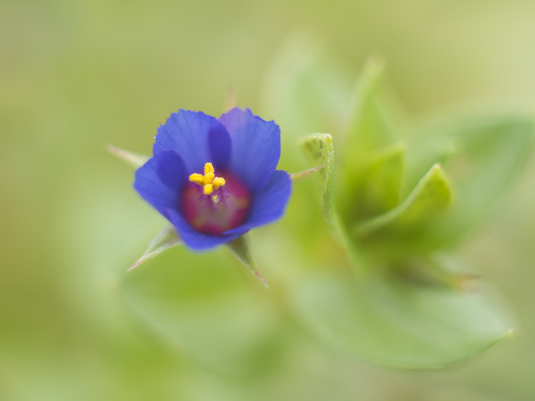 Olympus OM-D E-M5 + Sigma 30mm F2.8 DN Art sample photo. Anagallis arvensis l. photography