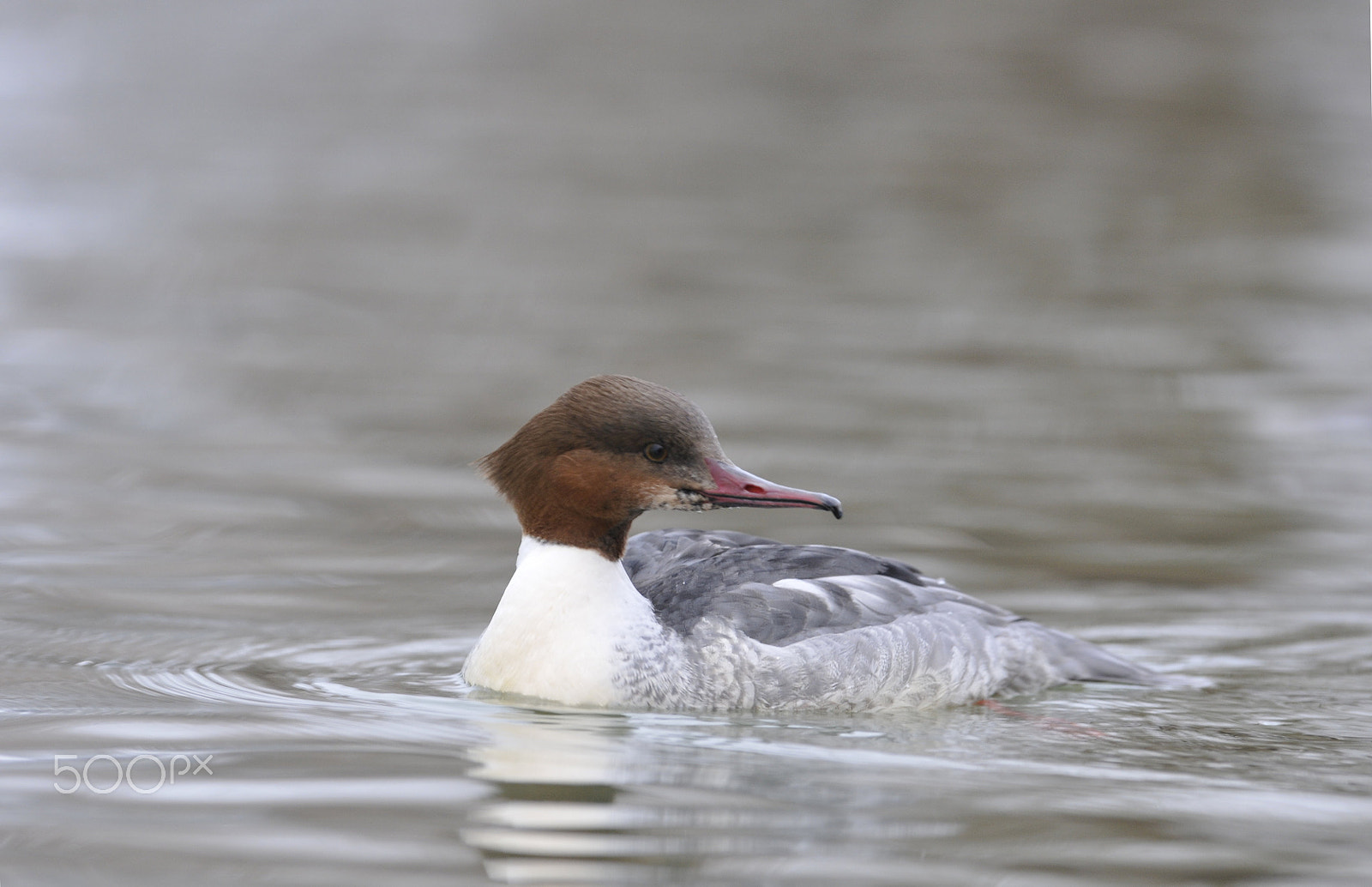 Nikon AF-S Nikkor 400mm F2.8G ED VR II sample photo. Goosander - gänsesäger  (mergus merganser) photography