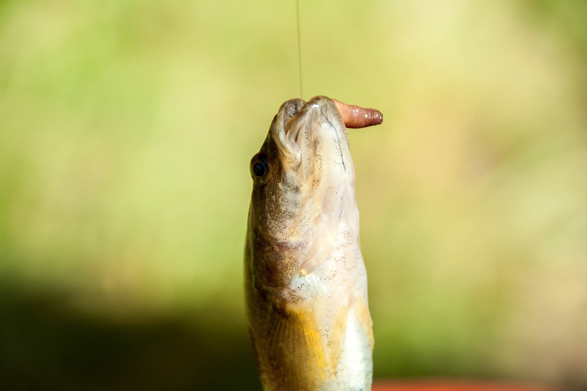Canon EOS 1000D (EOS Digital Rebel XS / EOS Kiss F) sample photo. Fish on a hook photography