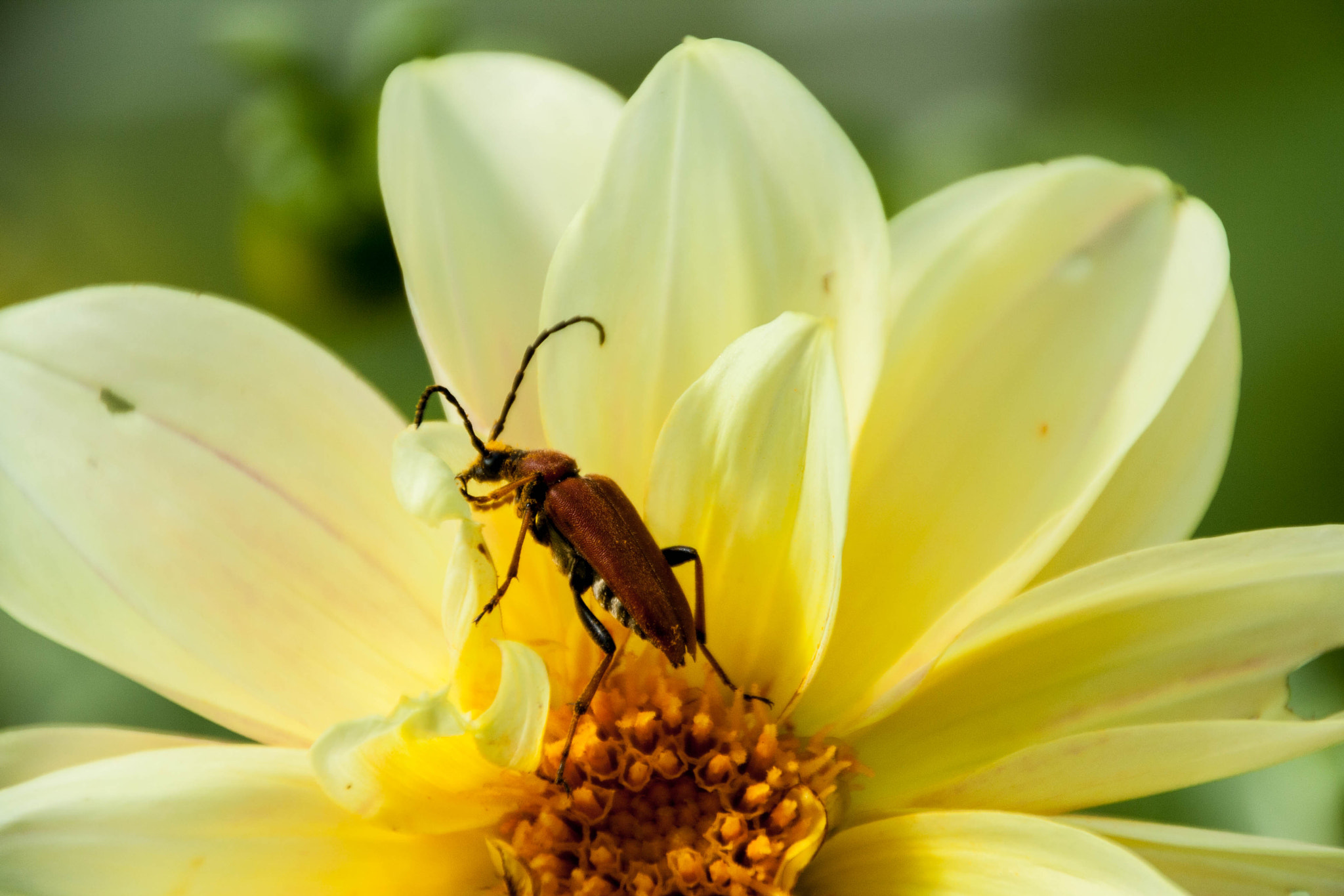 Canon EOS 1000D (EOS Digital Rebel XS / EOS Kiss F) sample photo. Red beetle on yellow flower photography