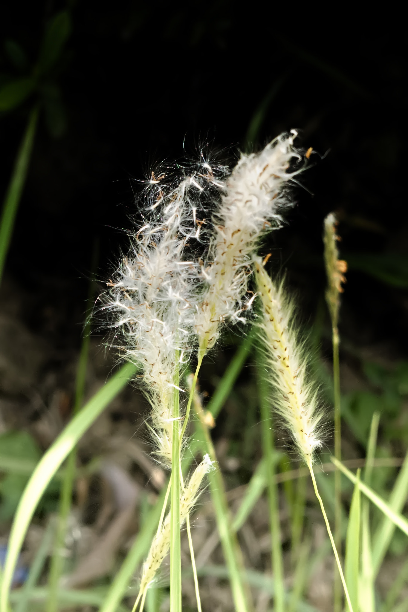 Pentax K-30 sample photo. Catkin flowers photography