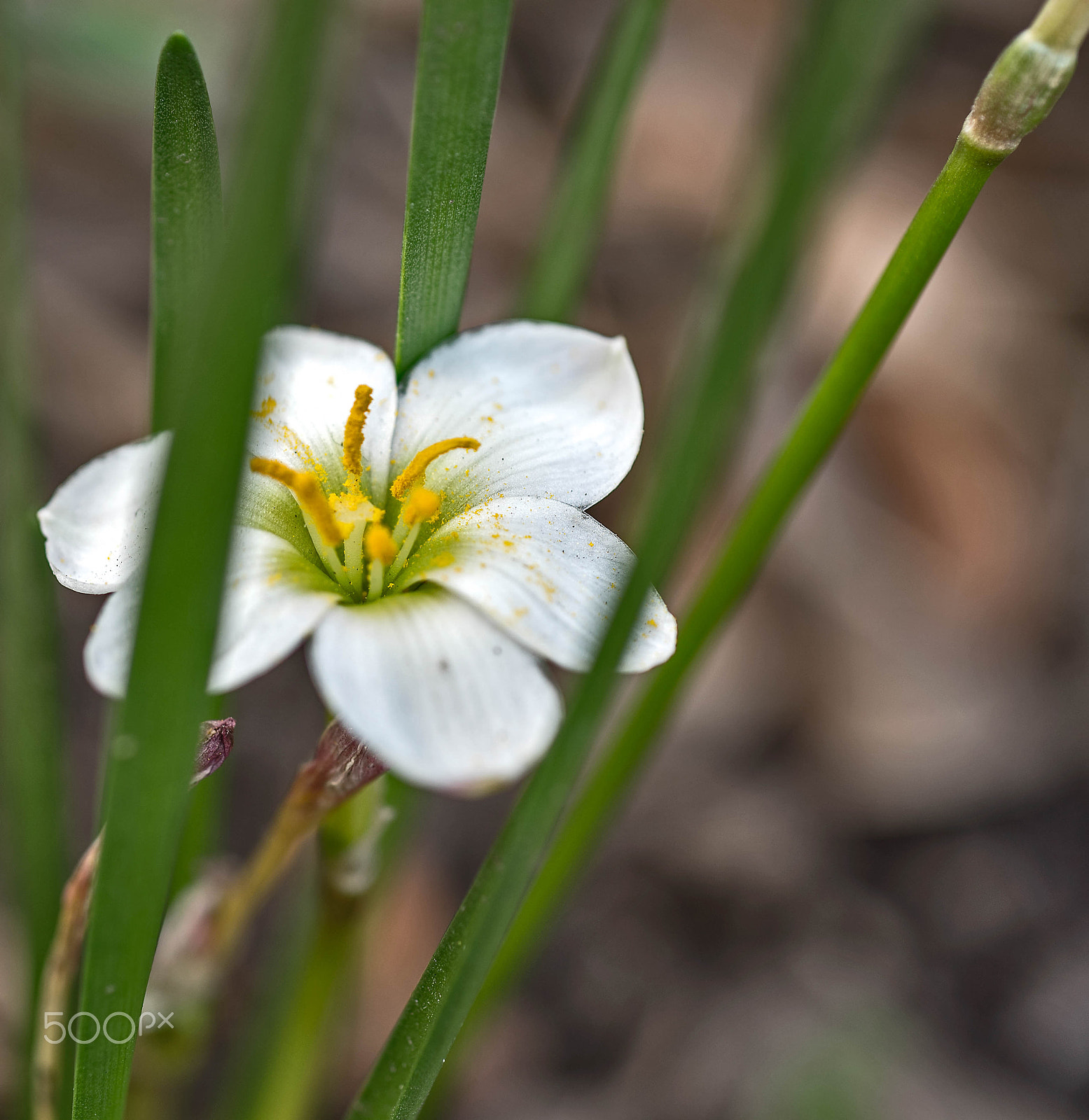 Nikon D750 + AF Micro-Nikkor 60mm f/2.8 sample photo. Flower photography