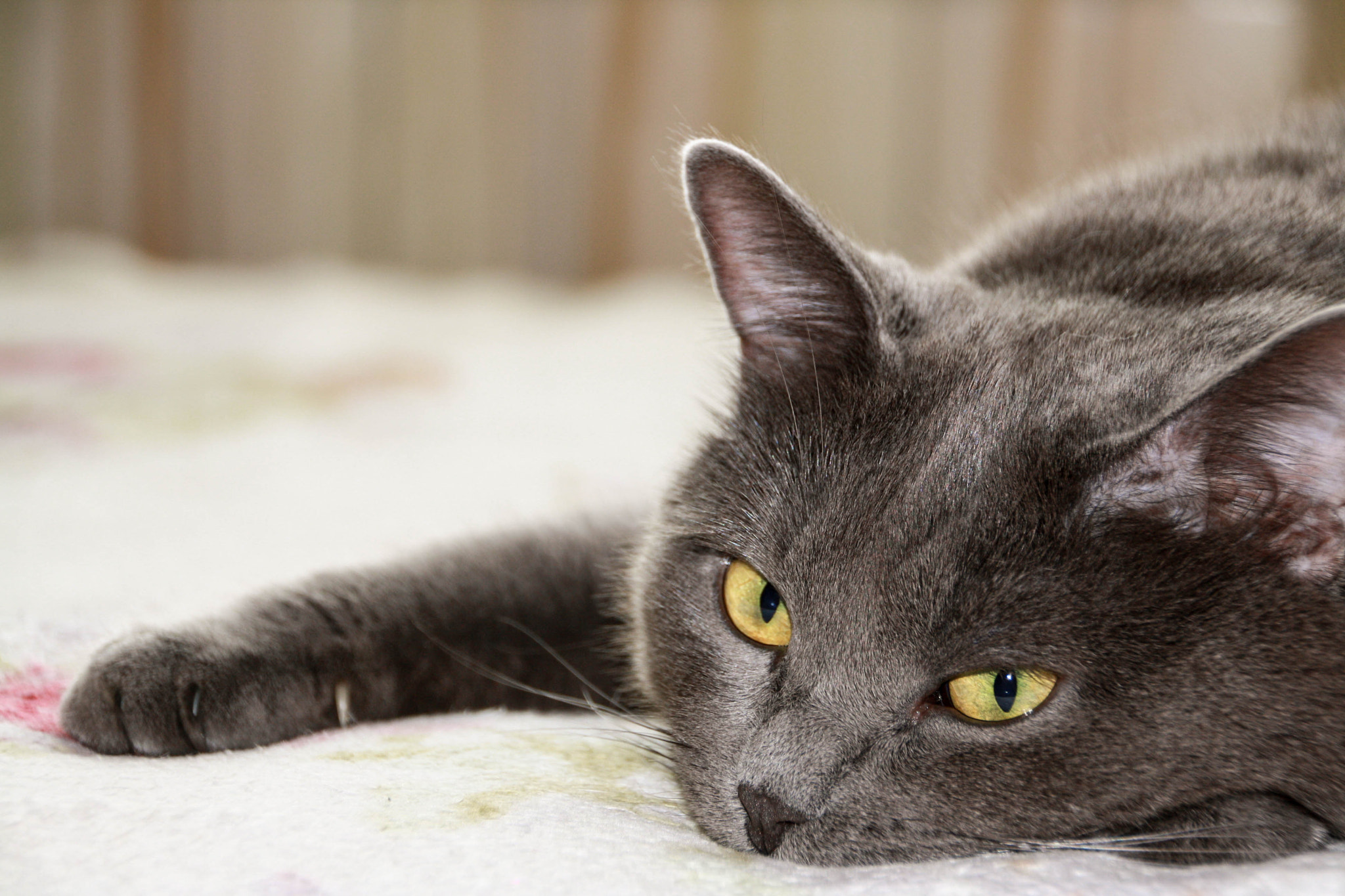 Canon EOS 1000D (EOS Digital Rebel XS / EOS Kiss F) sample photo. Closeup short hair gray cat photography