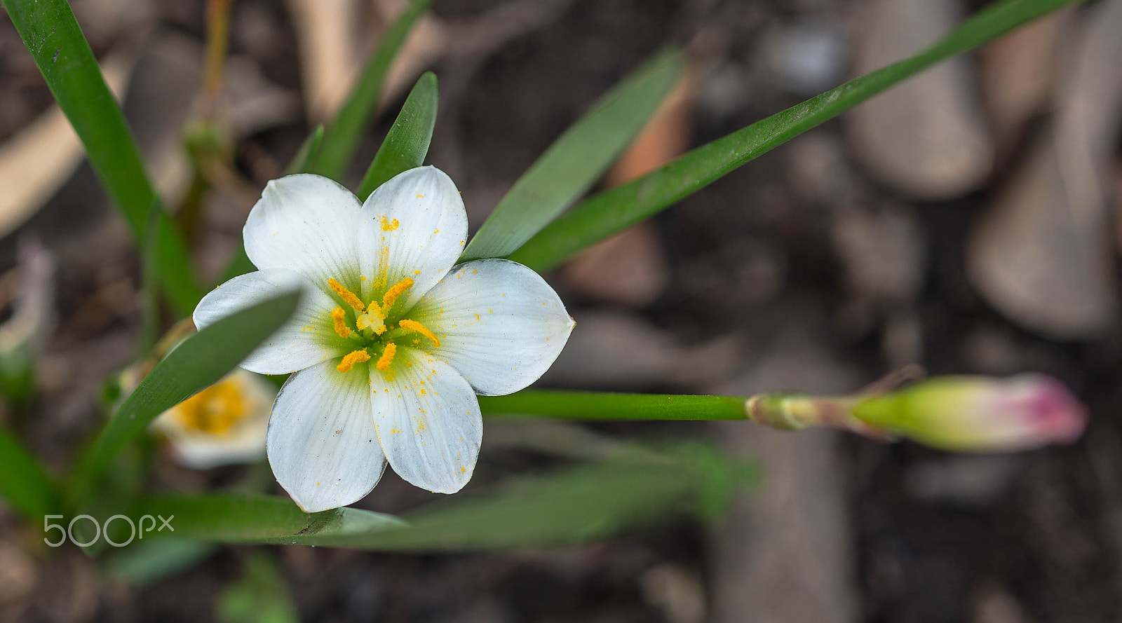 Nikon D750 + AF Micro-Nikkor 60mm f/2.8 sample photo. Flower macro photography