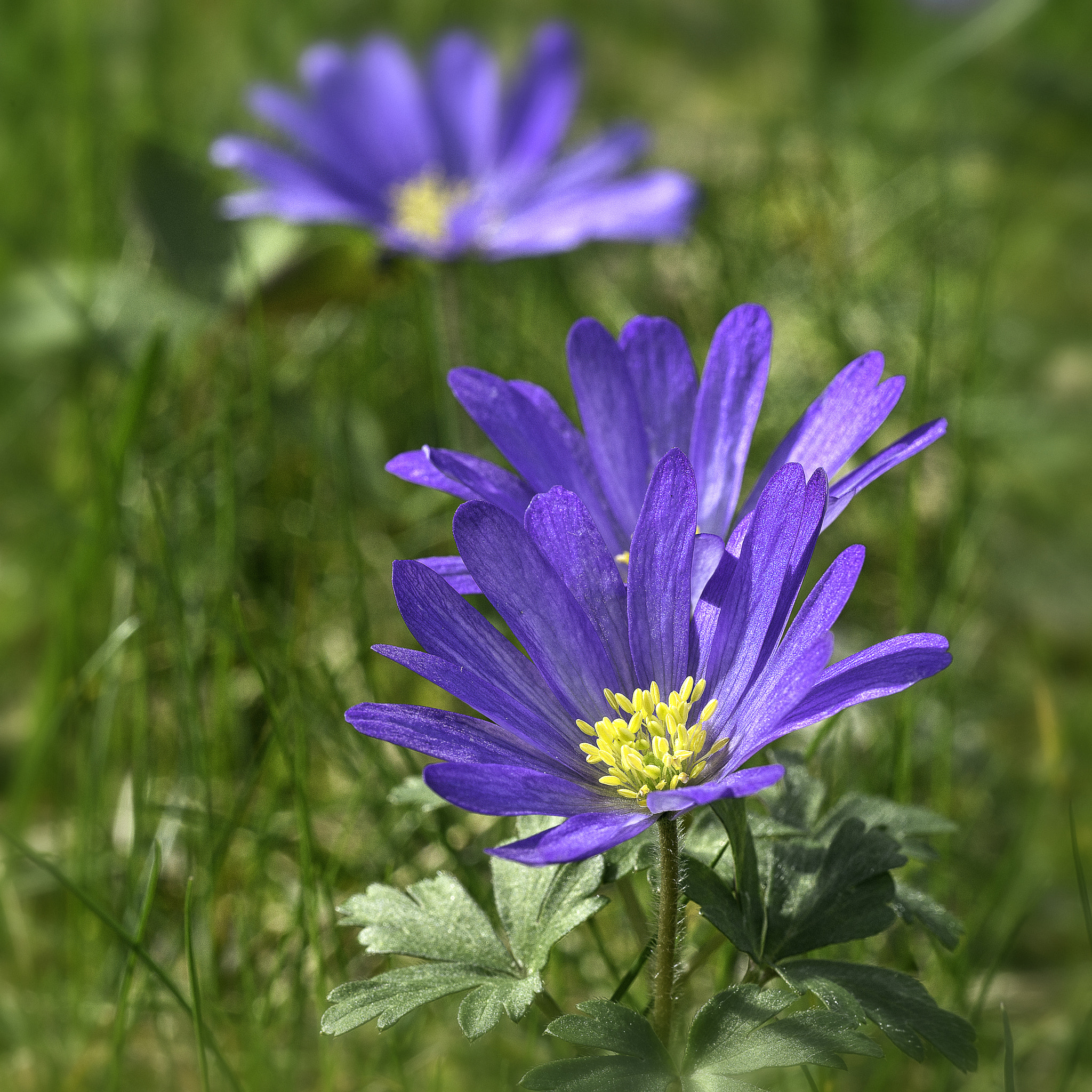 Tamron SP AF 90mm F2.8 Di Macro sample photo. Anemone in blue photography